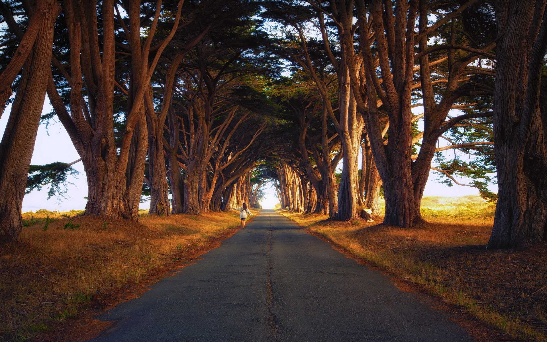A person walks down a tree-lined road HD Wallpaper