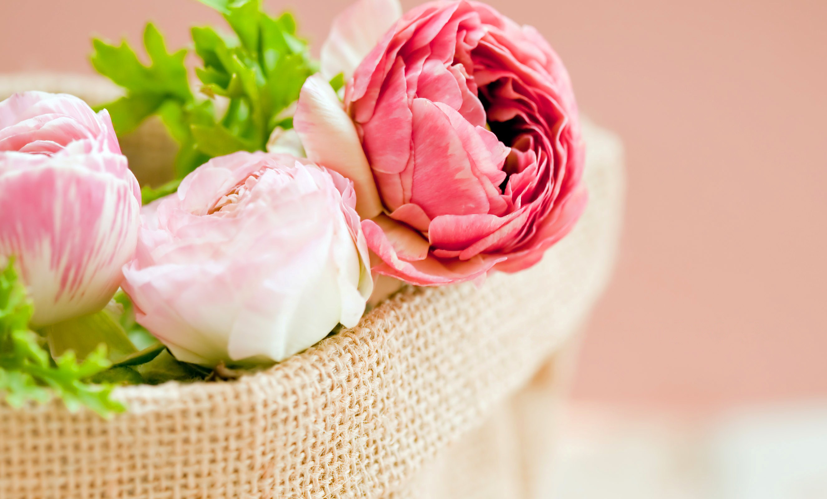 Pink peonies in a burlap bag HD Wallpaper