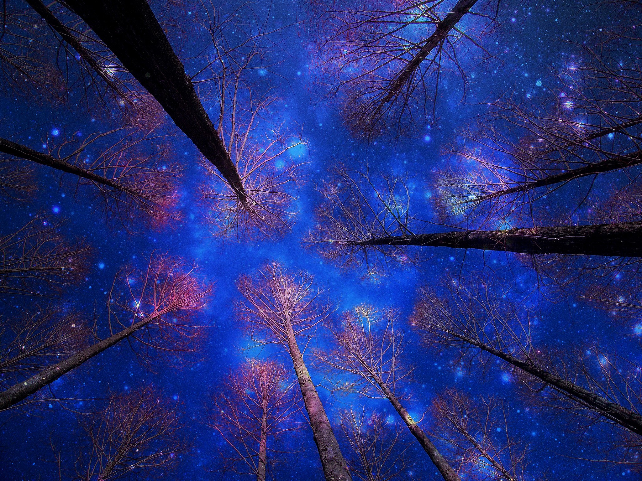 Trees silhouetted against a starry night sky HD Wallpaper