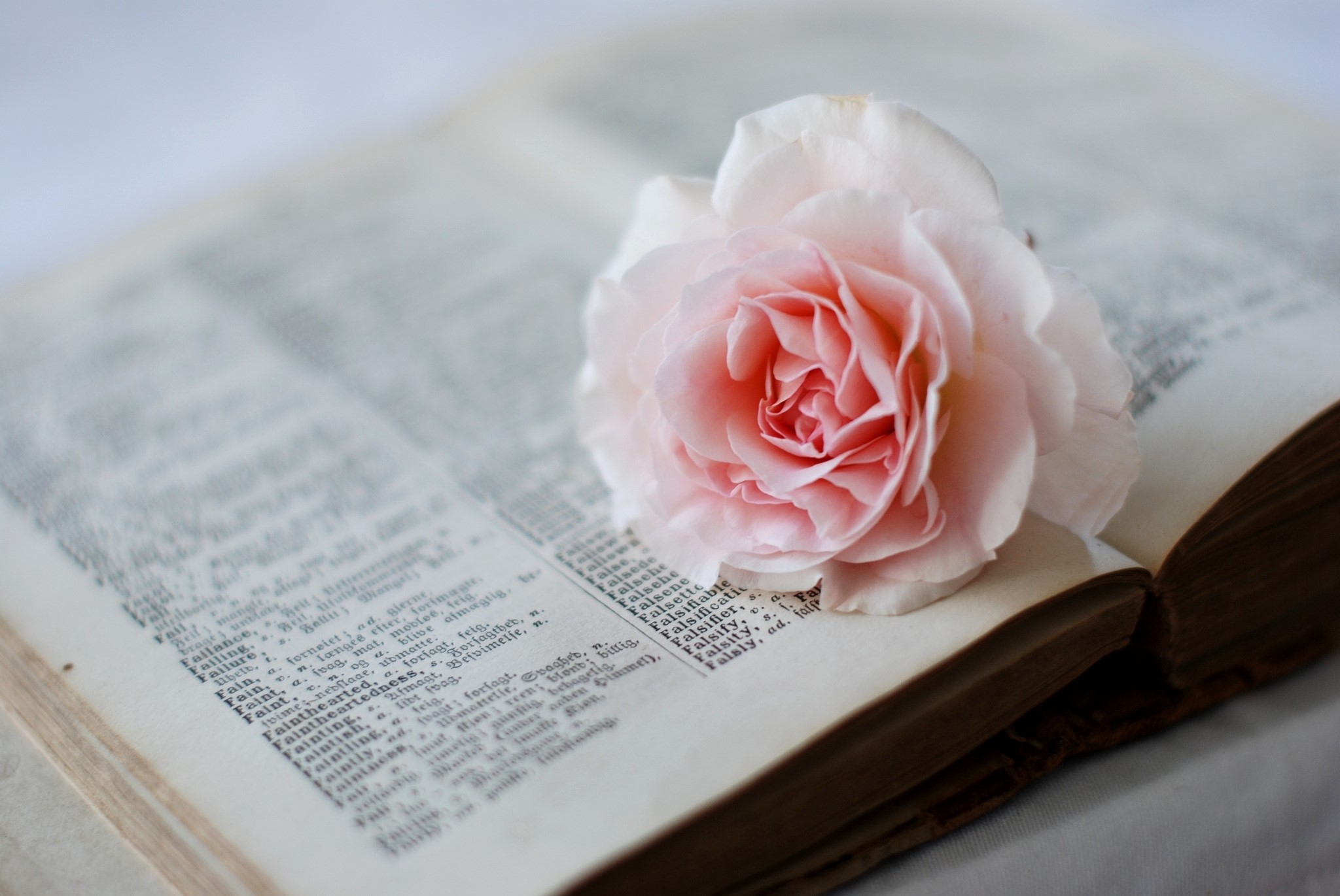 Pink rose on an open book HD Wallpaper