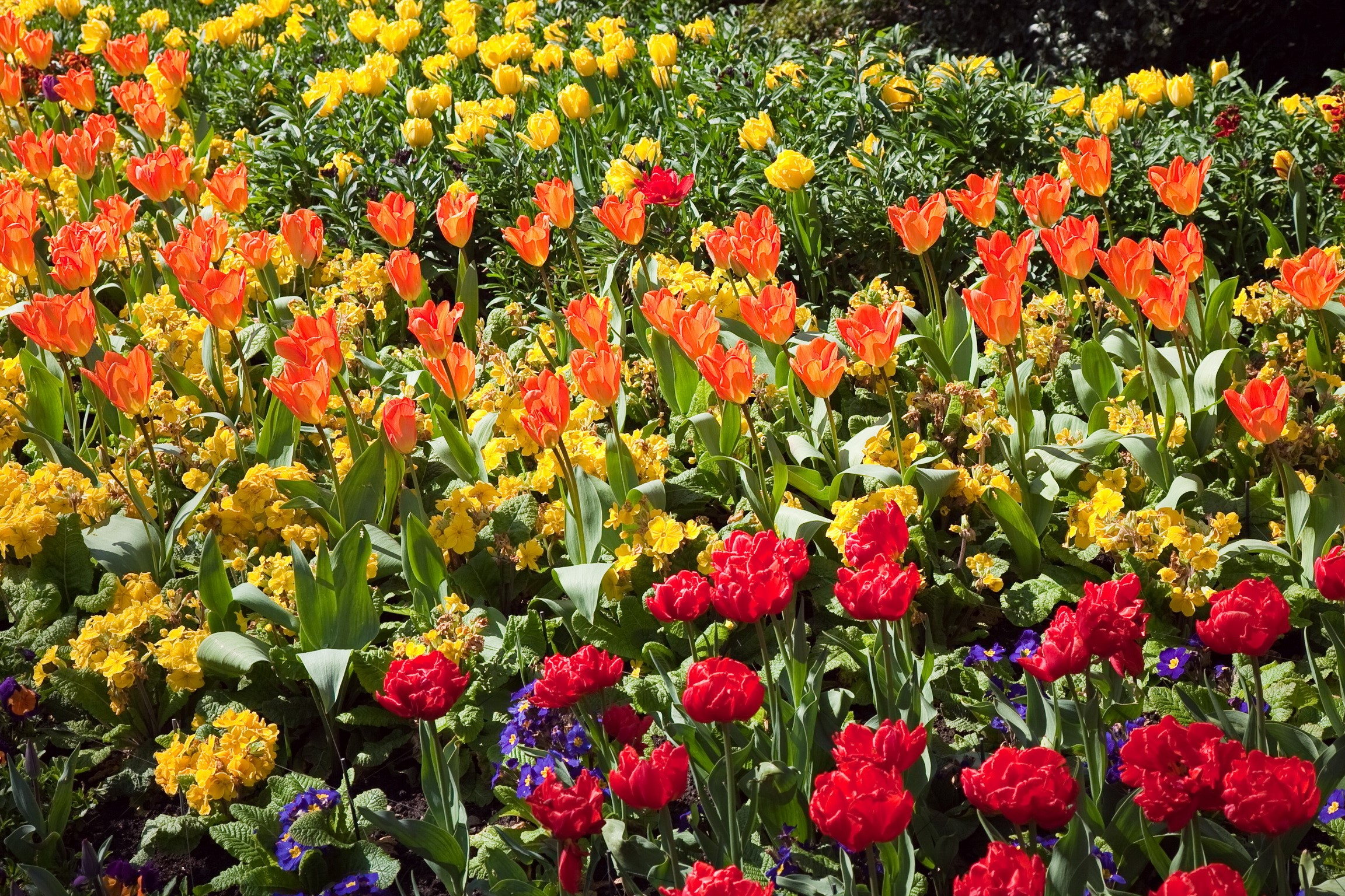 A bed of colorful tulips in bloom HD Wallpaper