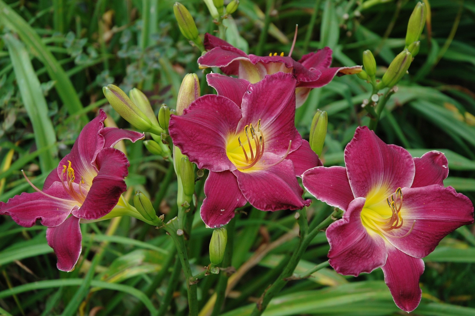 Close-up of deep pink daylilies with yellow centers HD Wallpaper