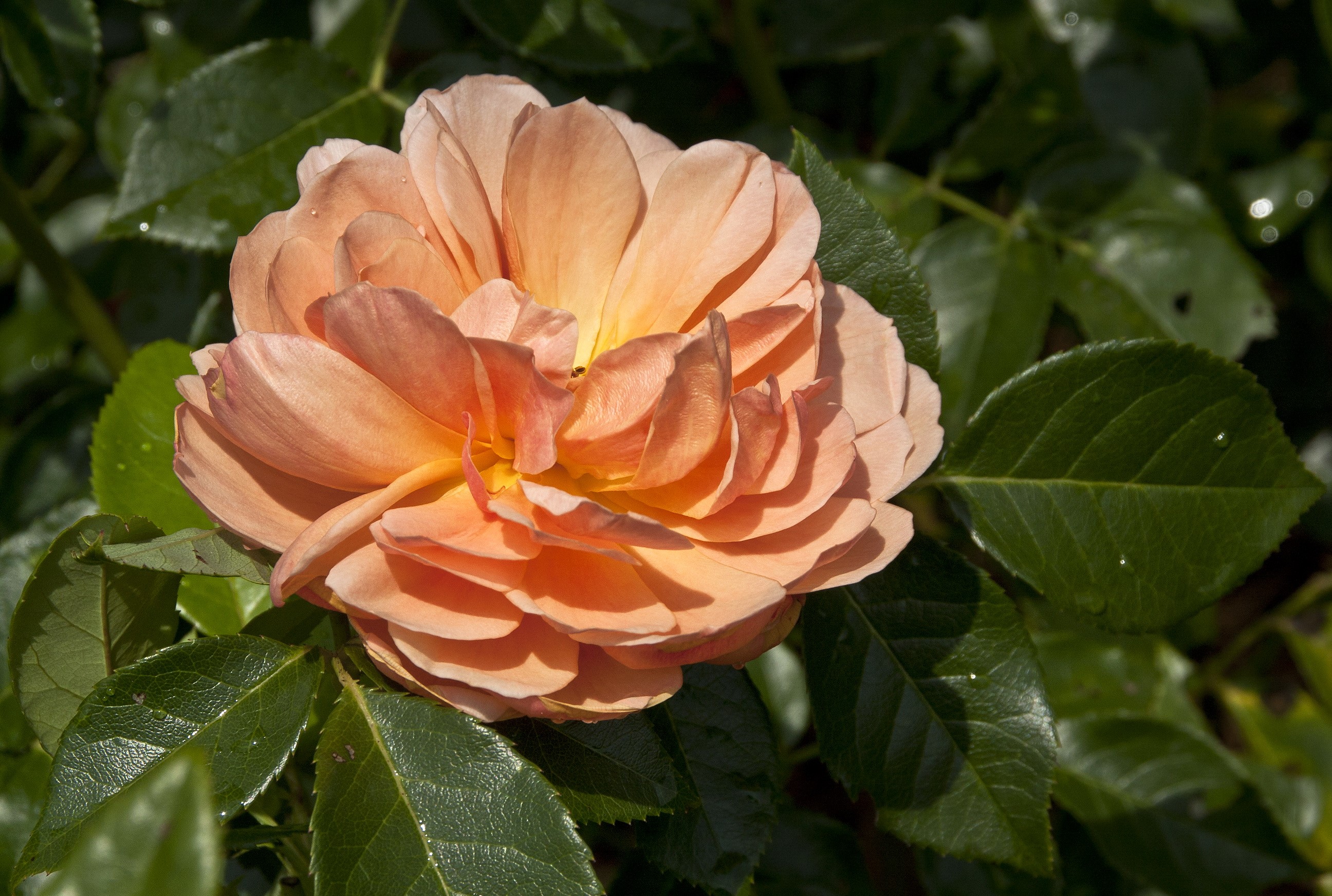 Close-up of an orange rose with green leaves HD Wallpaper
