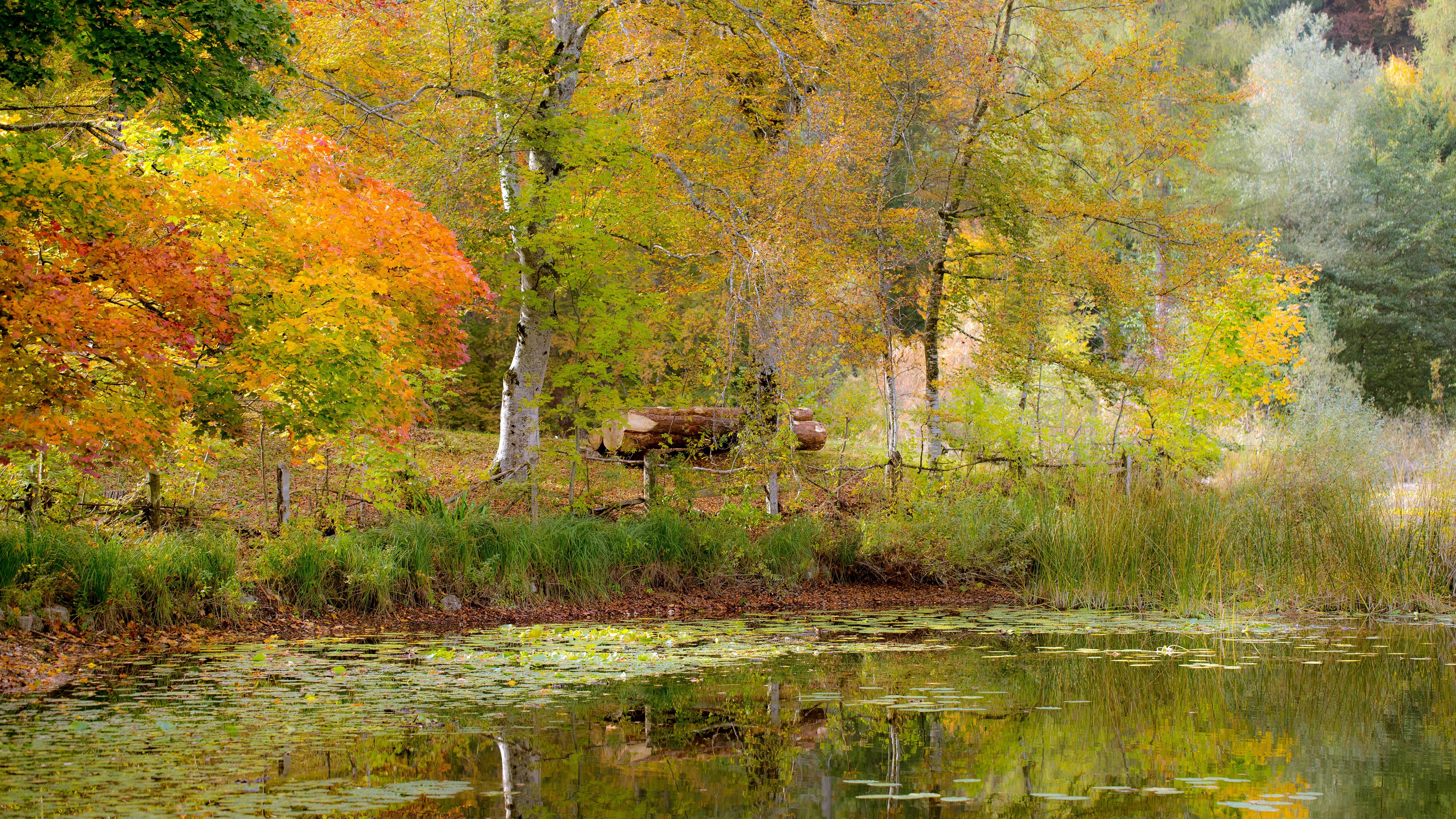 Autumn forest with a pond and fallen logs HD Wallpaper
