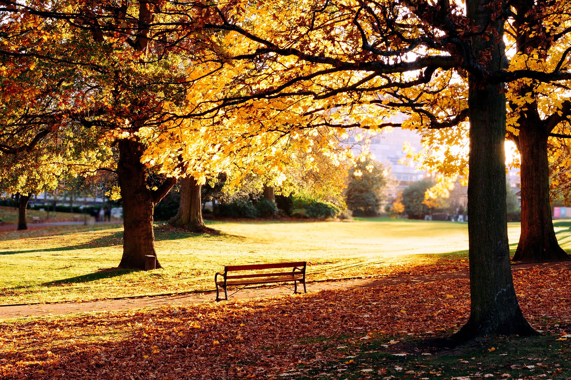 Autumn park with golden trees and a bench HD Wallpaper