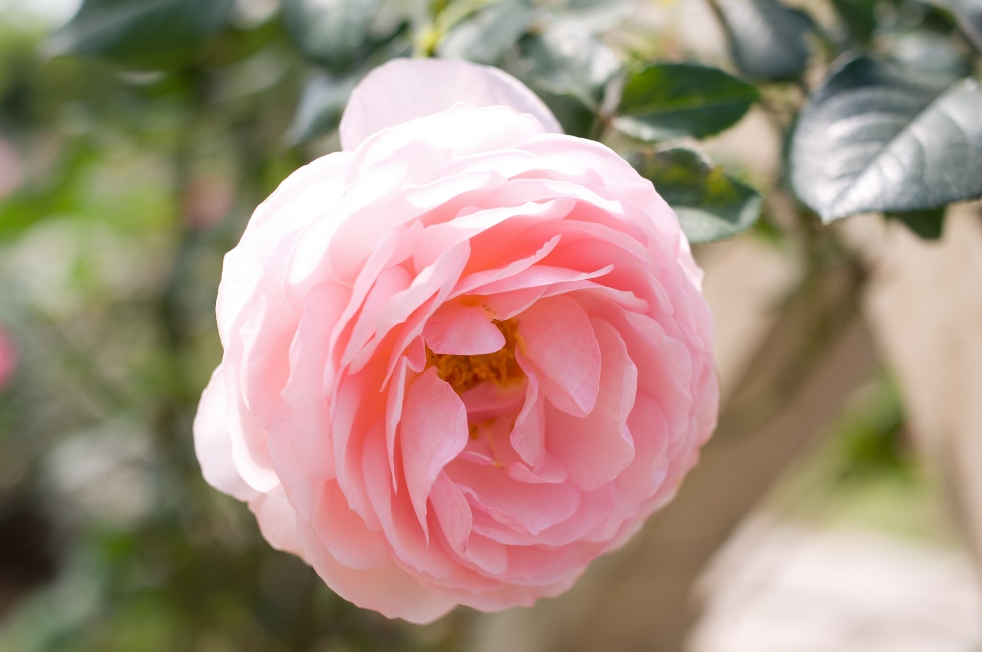 Pink rose in full bloom HD Wallpaper