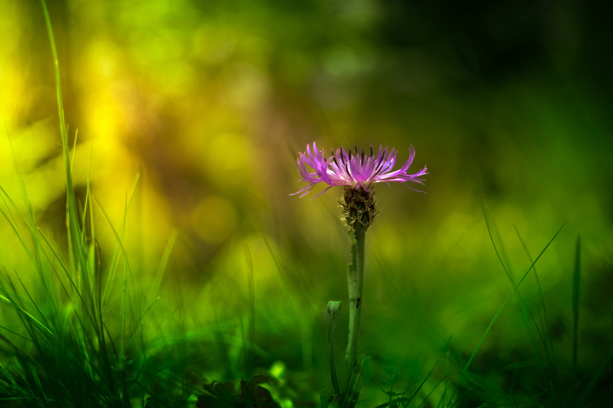 Purple cornflower in green grass with sunlight HD Wallpaper