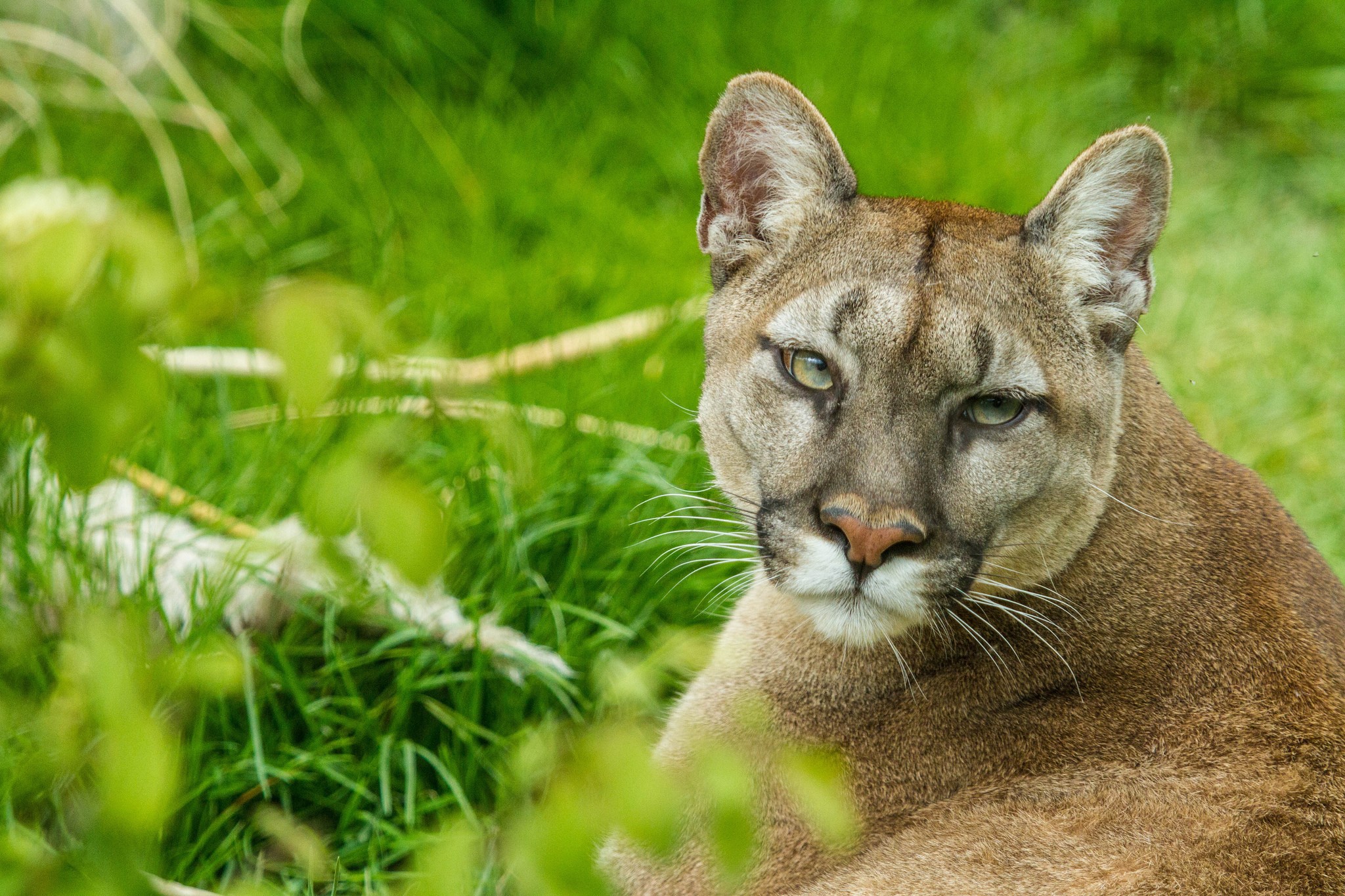 Puma resting in green grass HD Wallpaper