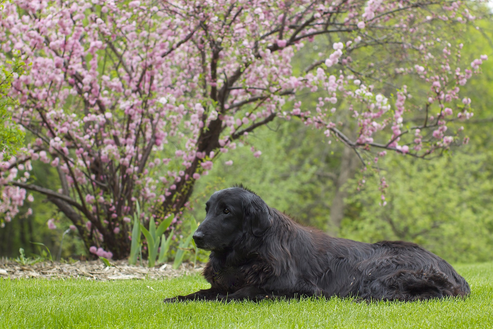 Black Flat-Coated Retriever dog lying in grass near blooming tree HD Wallpaper