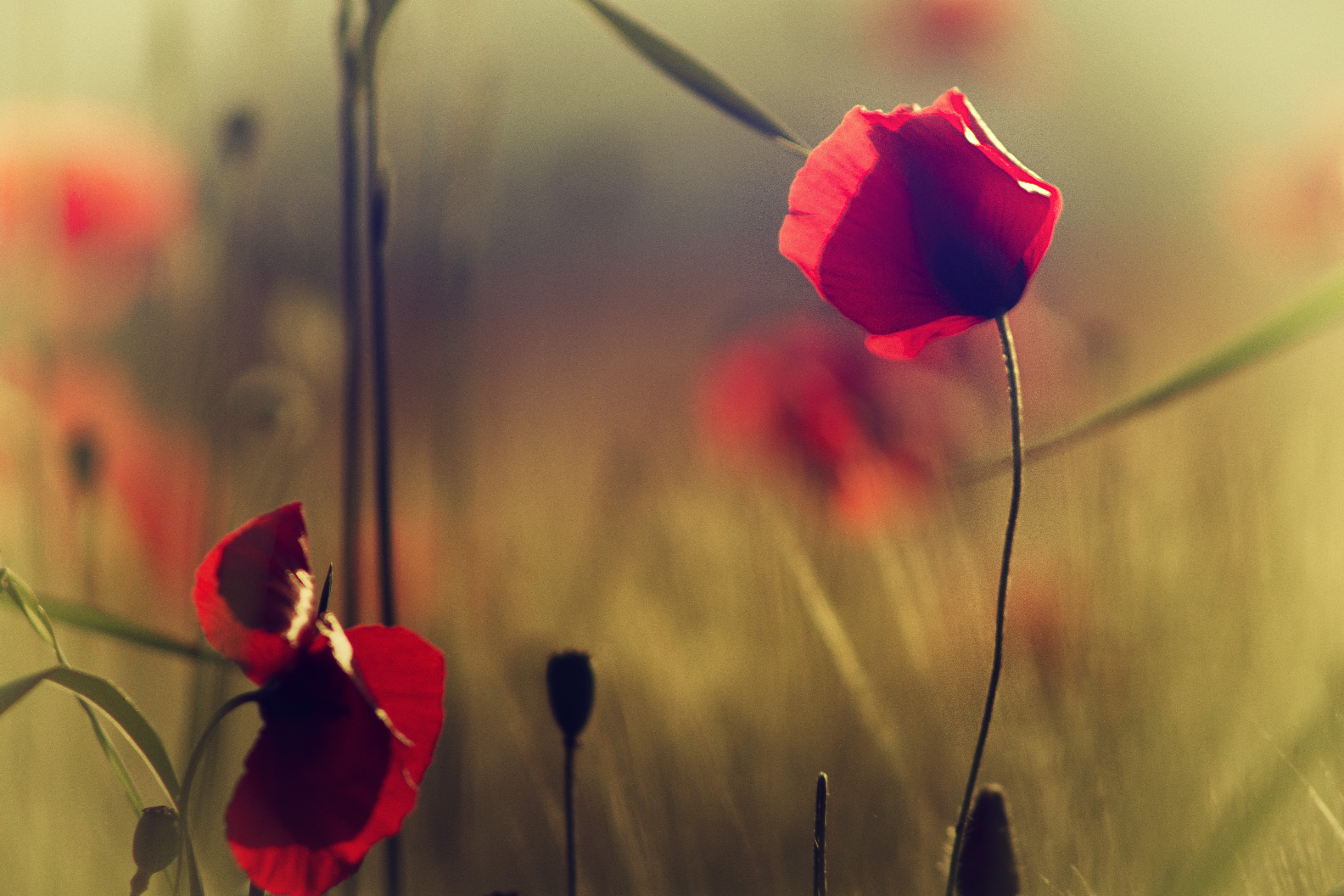 4K Poppies Closeup HD Wallpaper