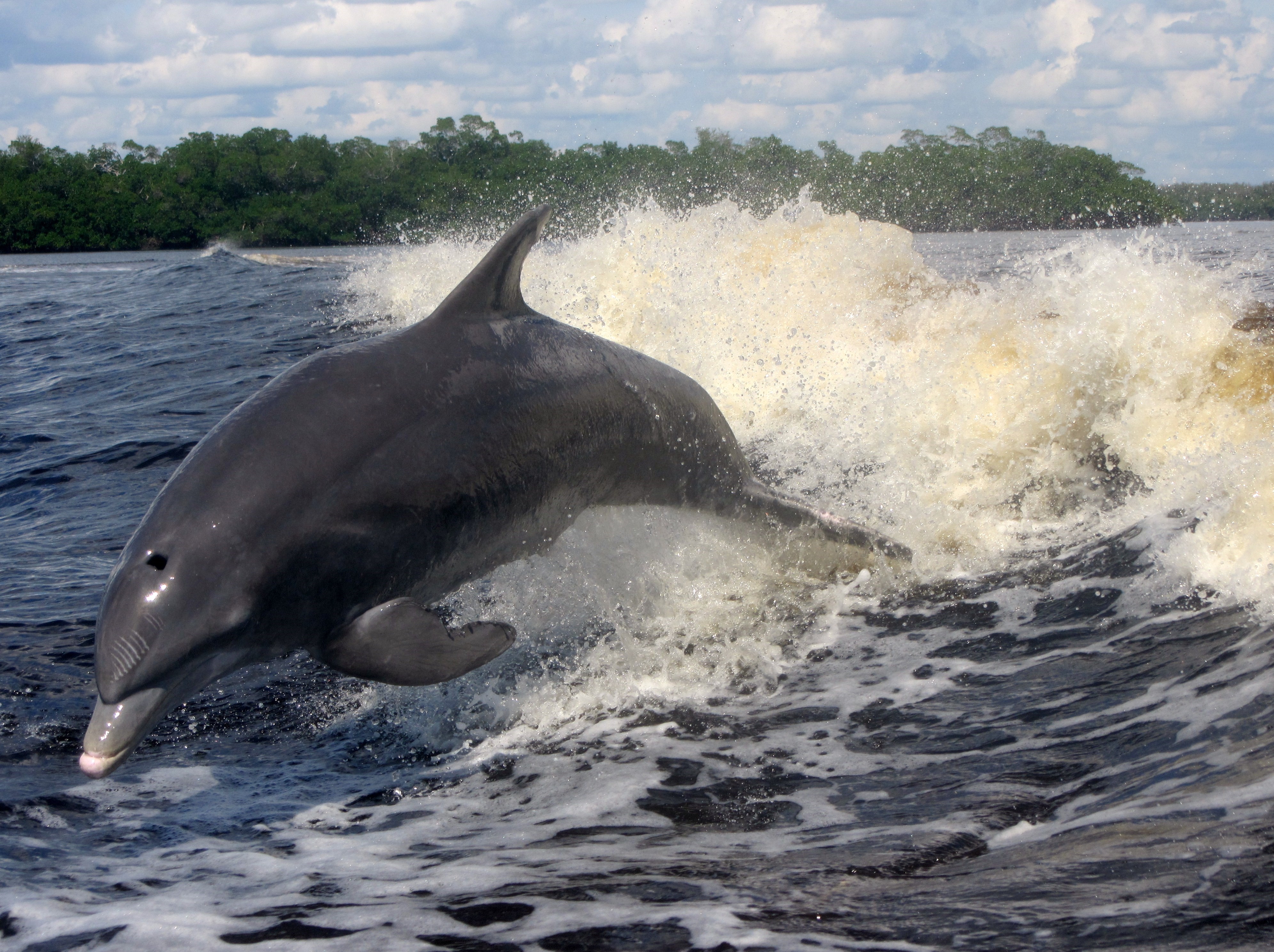 Dolphin jumping in water splash HD Wallpaper