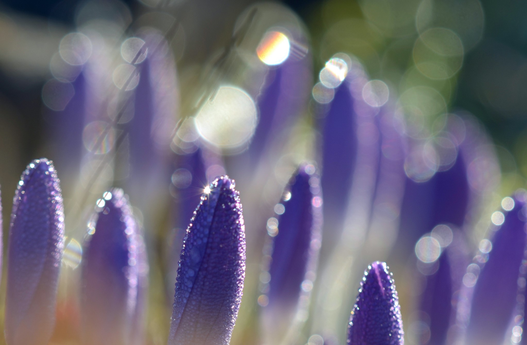 Close-up of purple crocuses with dew drops HD Wallpaper