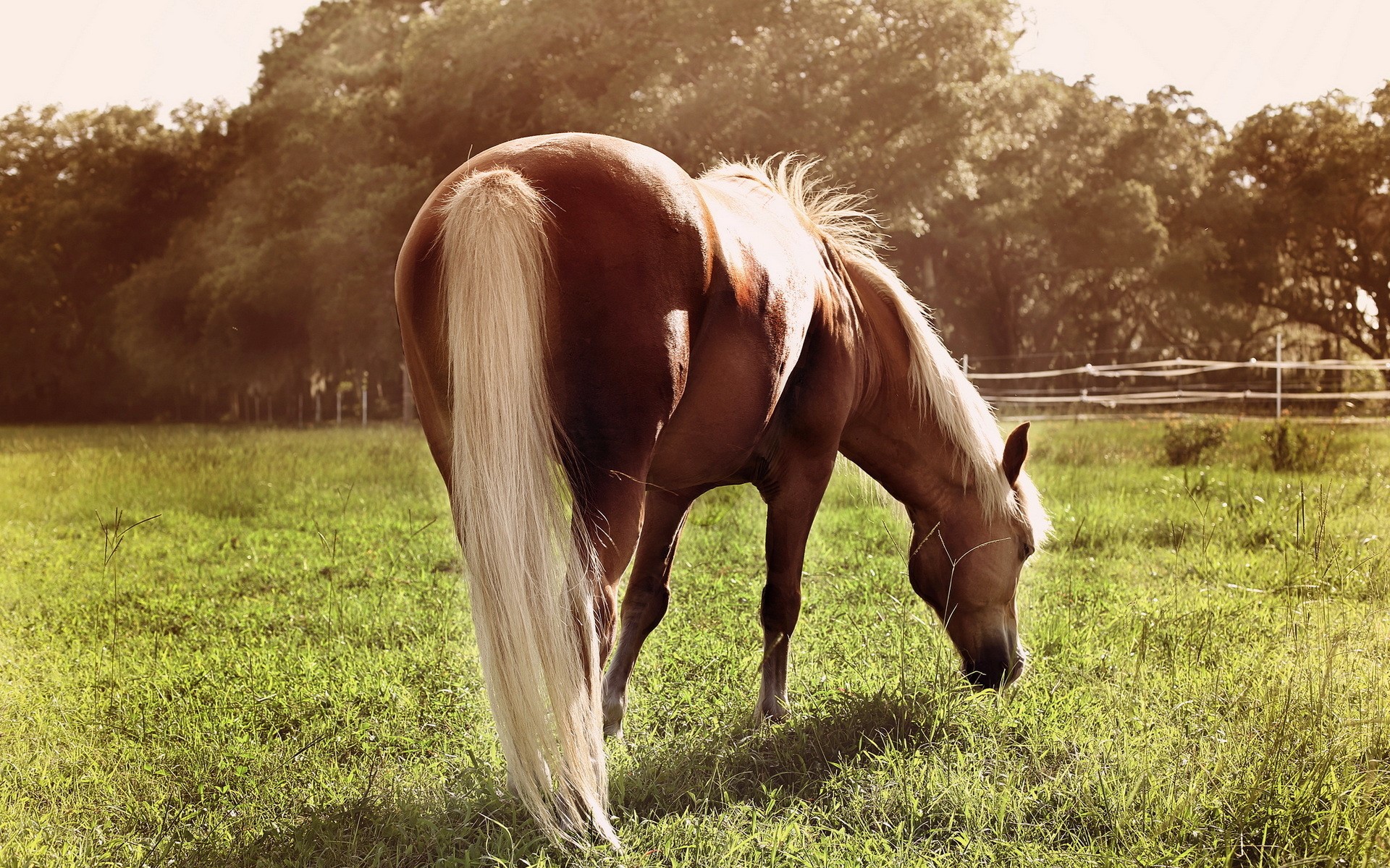 Brown horse with blonde tail grazing in a field HD Wallpaper