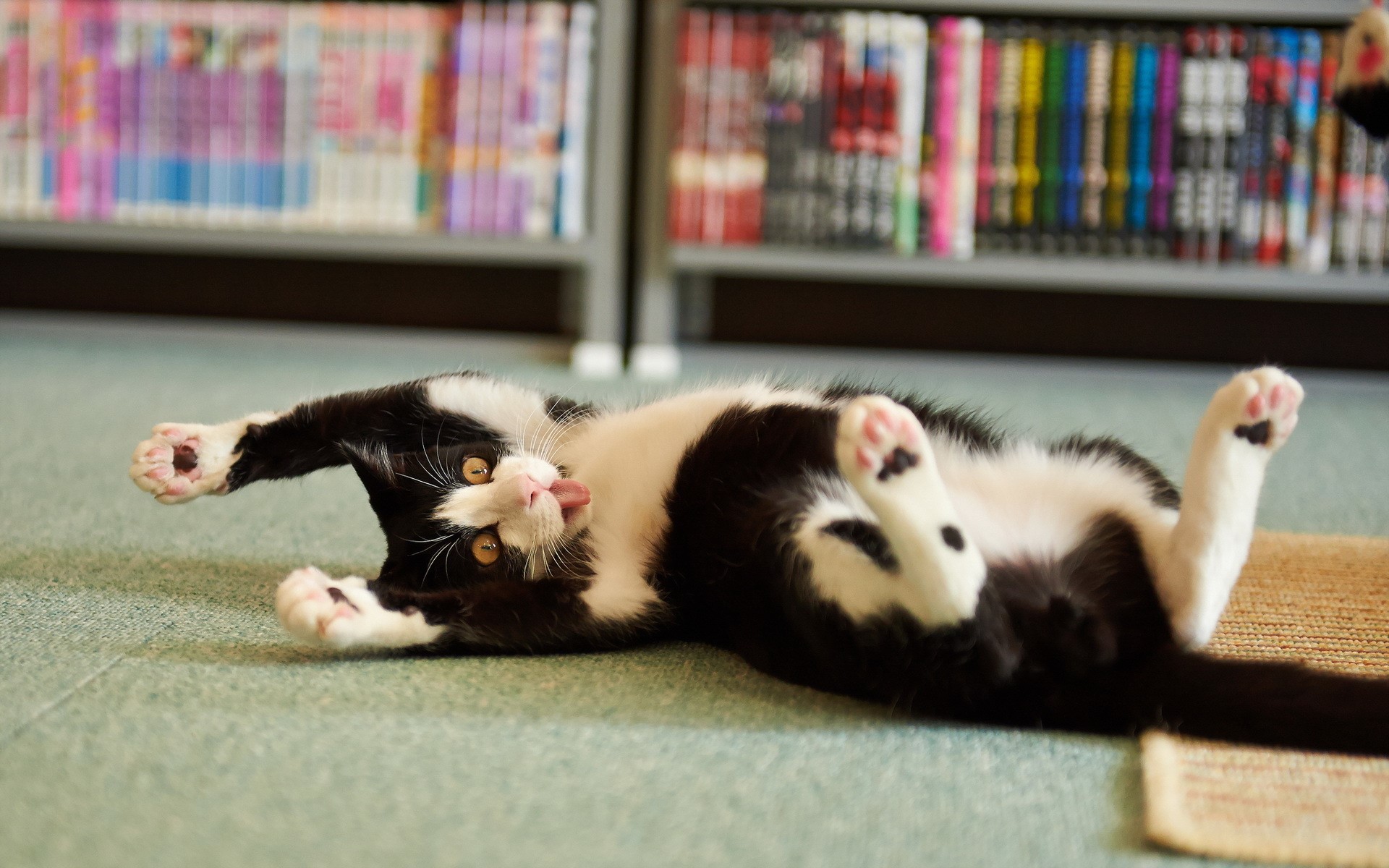 Black and white cat lying on floor HD Wallpaper