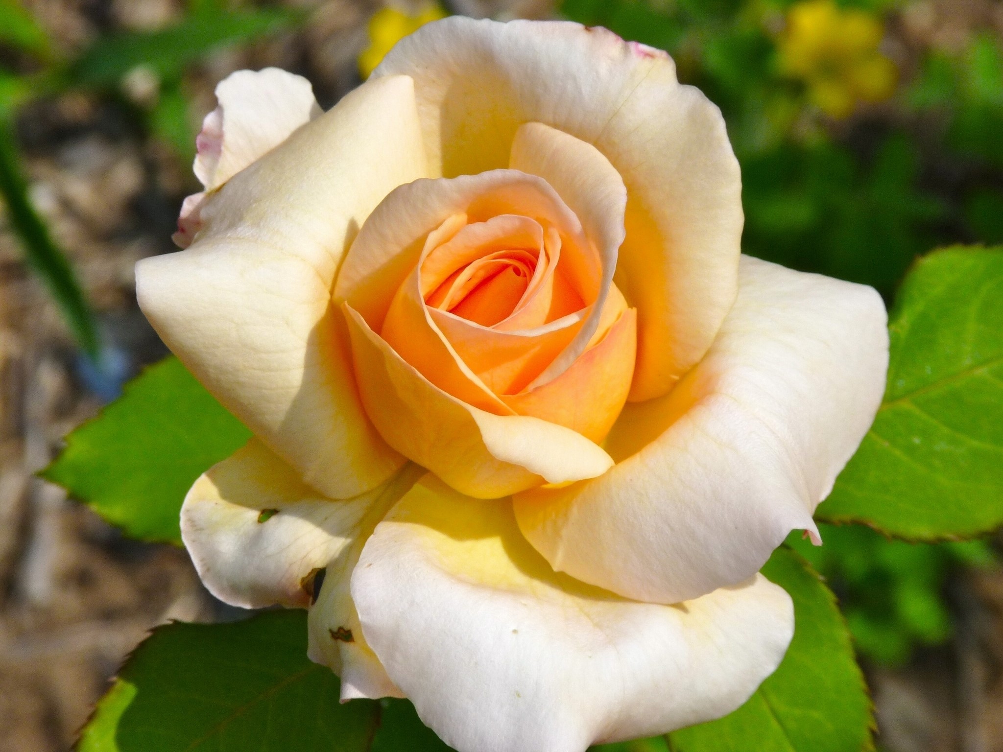 Close-up of a yellow and orange rose HD Wallpaper
