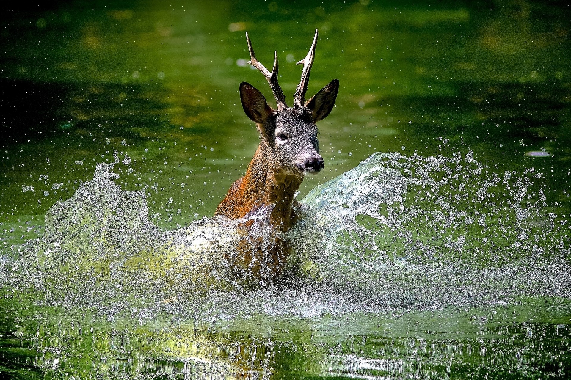Deer with antlers splashing in water HD Wallpaper