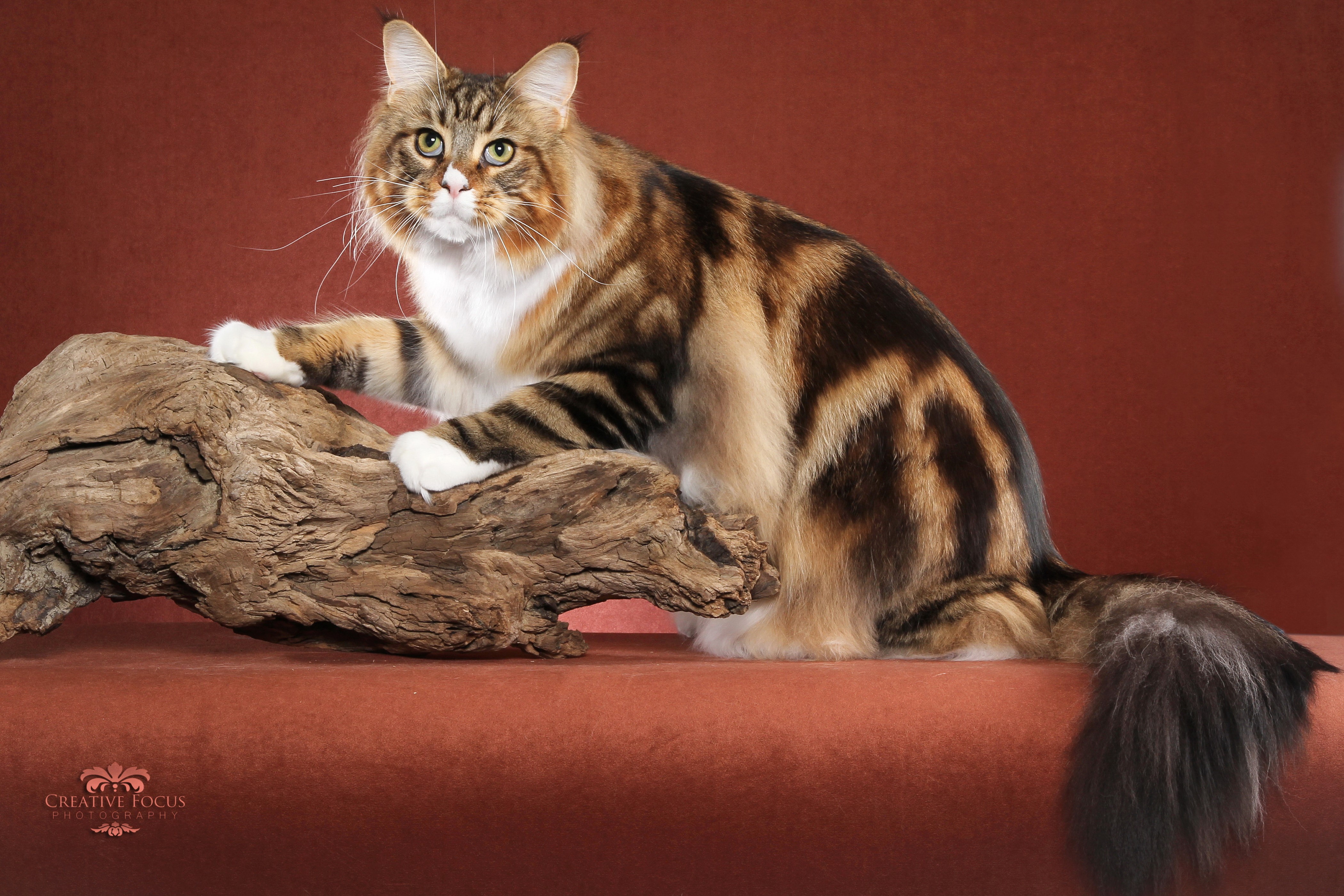 Fluffy Maine Coon Cat on Driftwood HD Wallpaper