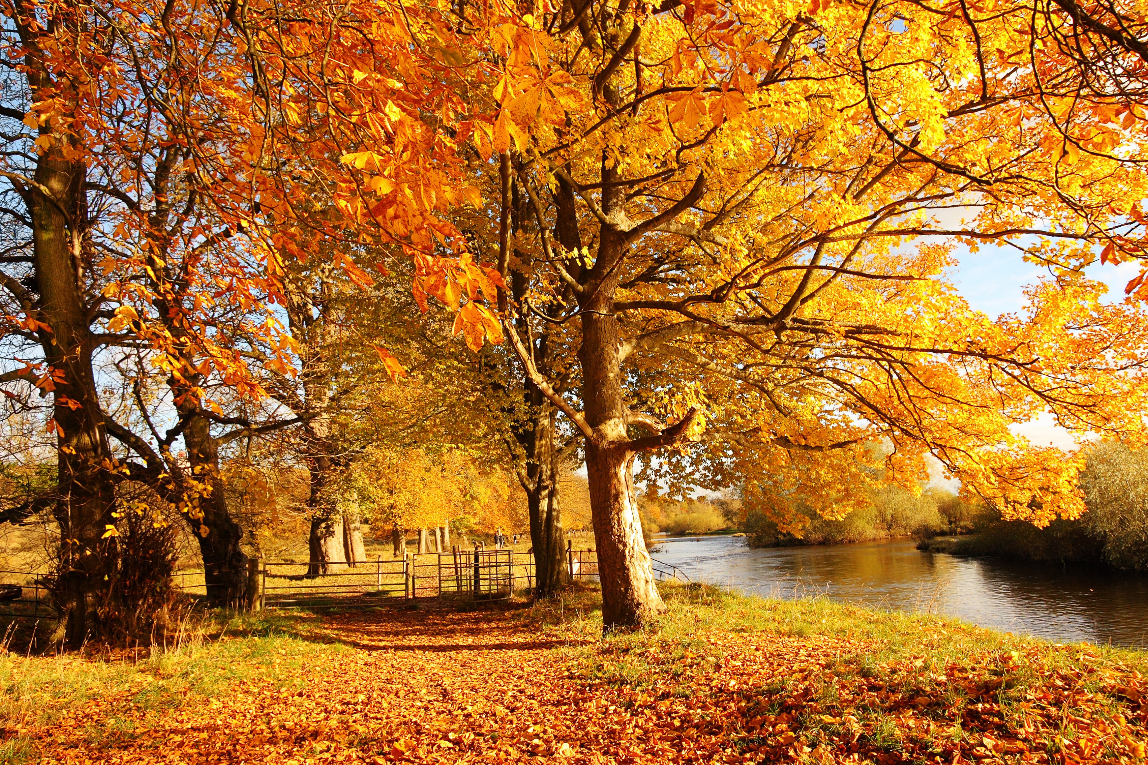 Autumn scene with trees and a river HD Wallpaper