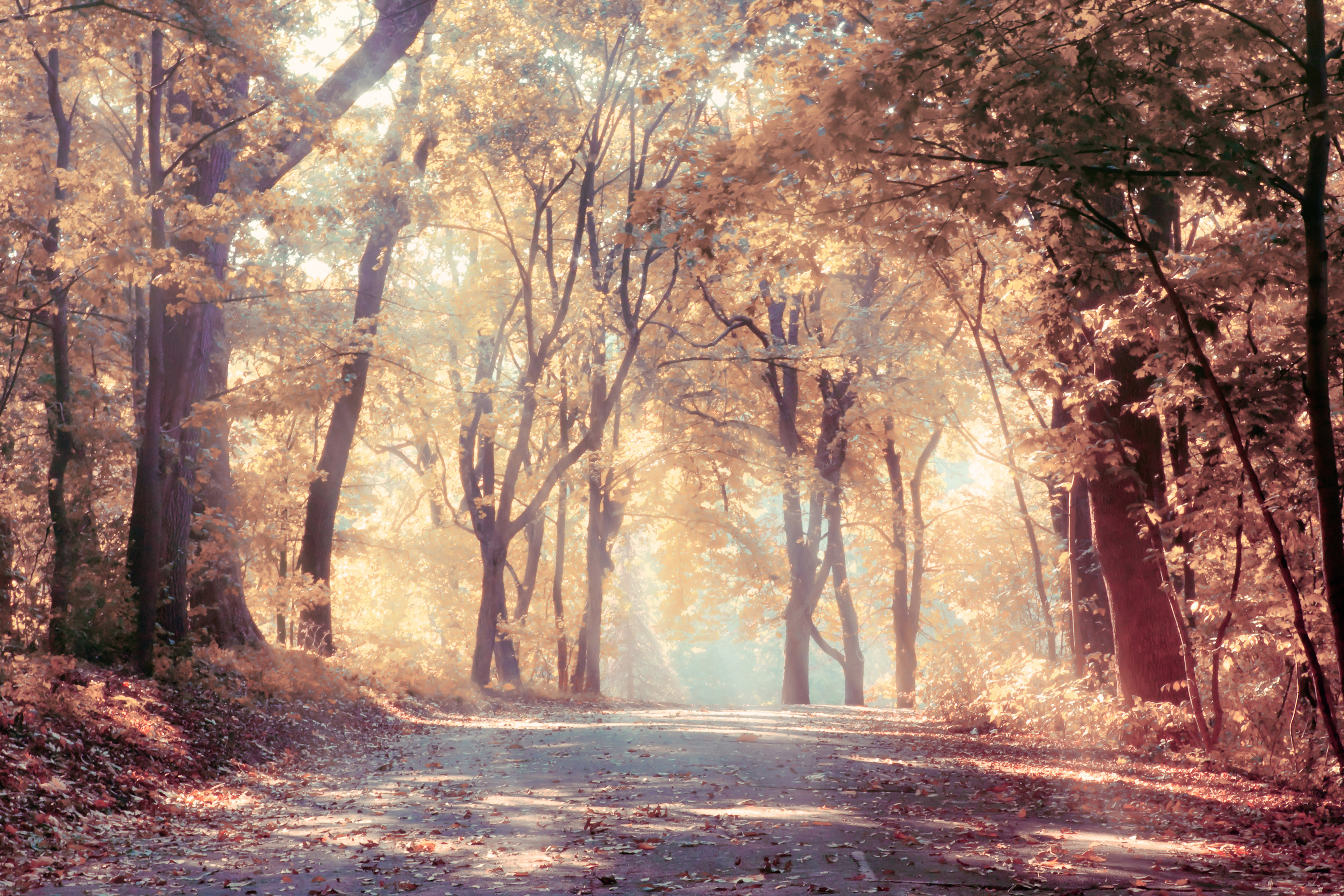 Autumn forest road with fallen leaves HD Wallpaper