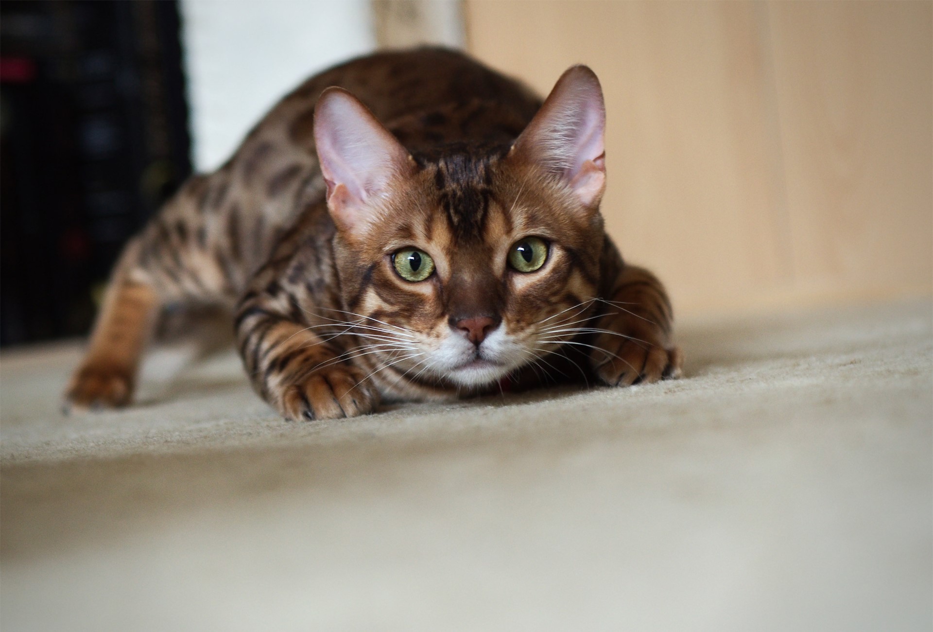 Bengal cat in a hunting pose HD Wallpaper
