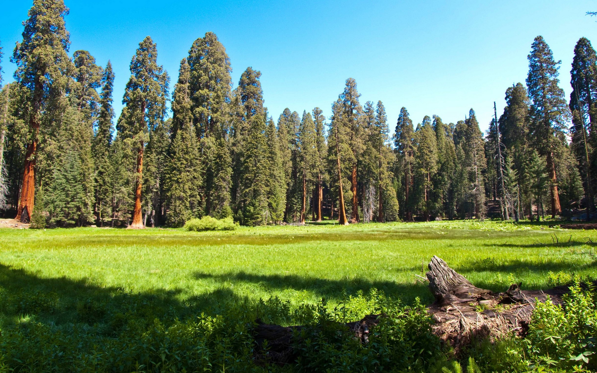 Sequoia National Park Grassland with Giant Trees HD Wallpaper