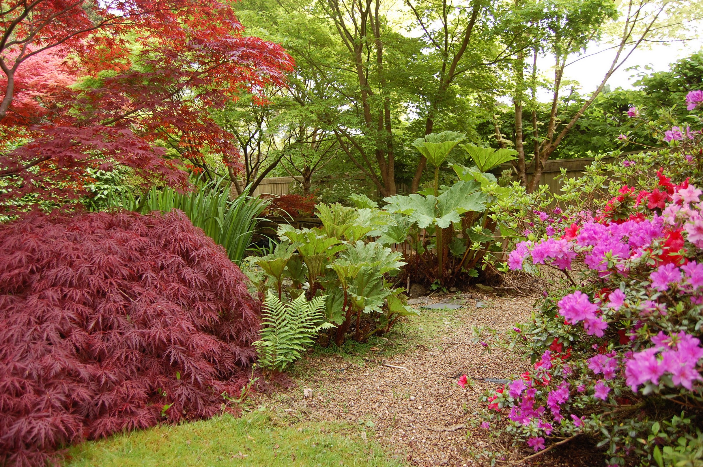Japanese Maple and Azaleas in a Garden HD Wallpaper