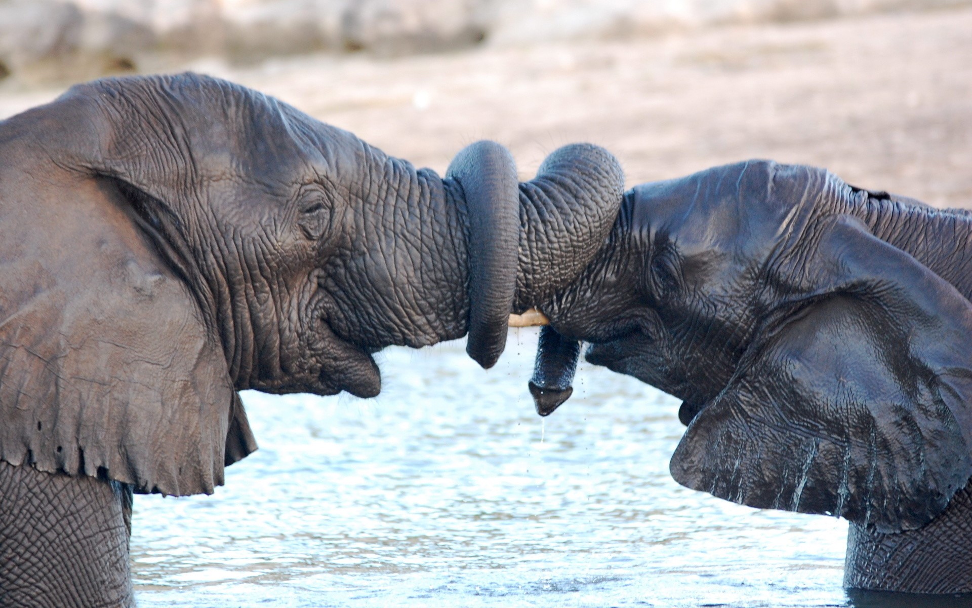 Two elephants embracing with their trunks in water HD Wallpaper