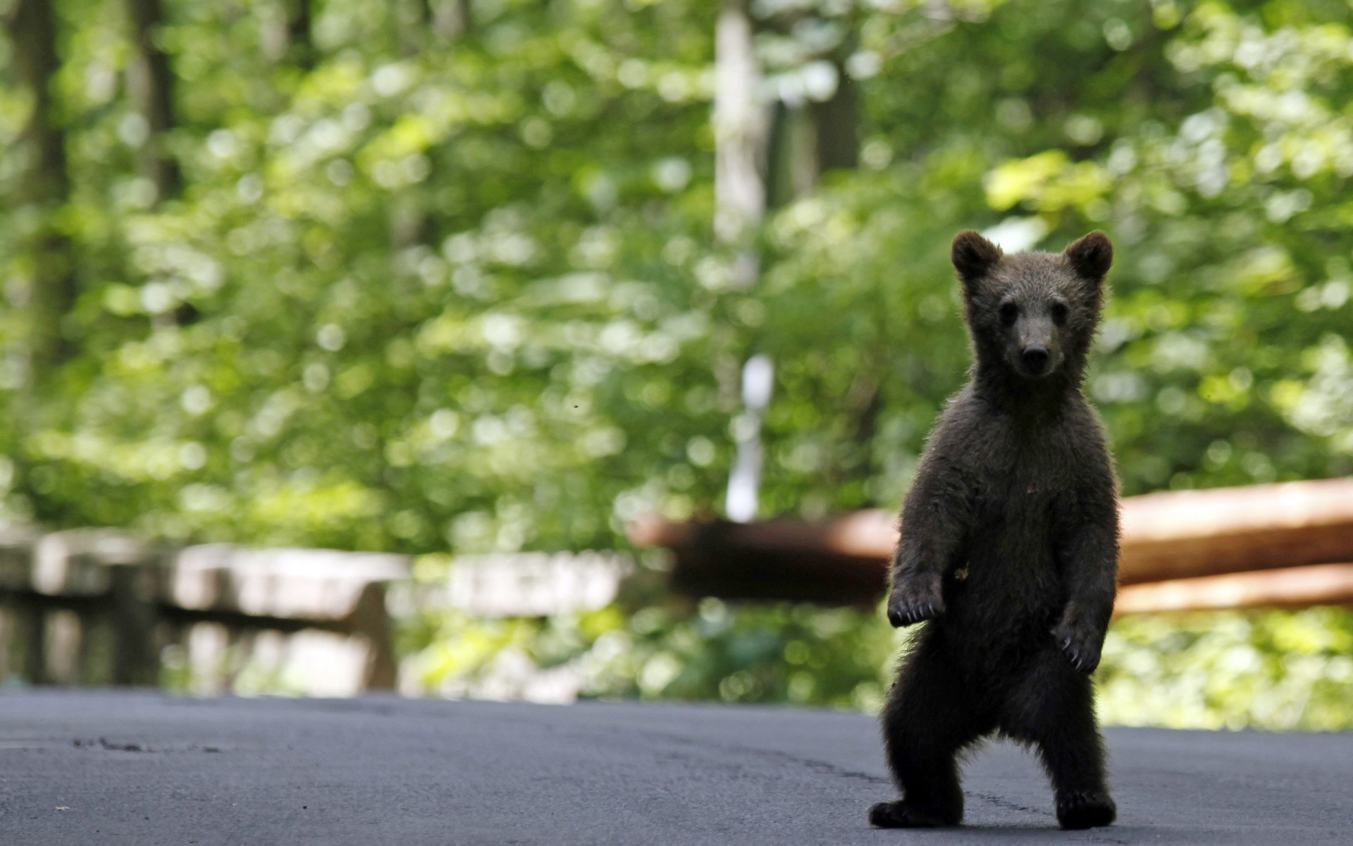 A brown bear cub stands on a road in a forest HD Wallpaper