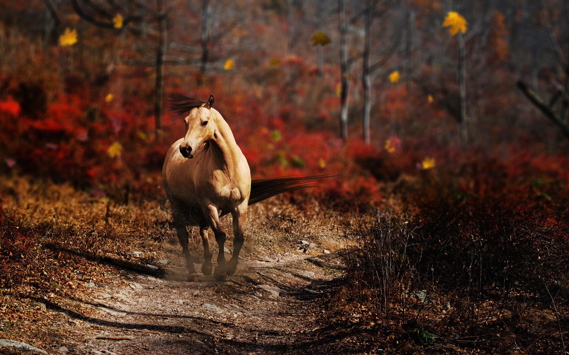 Horse running on a trail in autumn forest HD Wallpaper