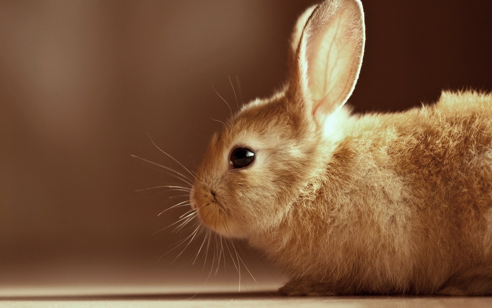 Close-up of a small brown rabbit HD Wallpaper