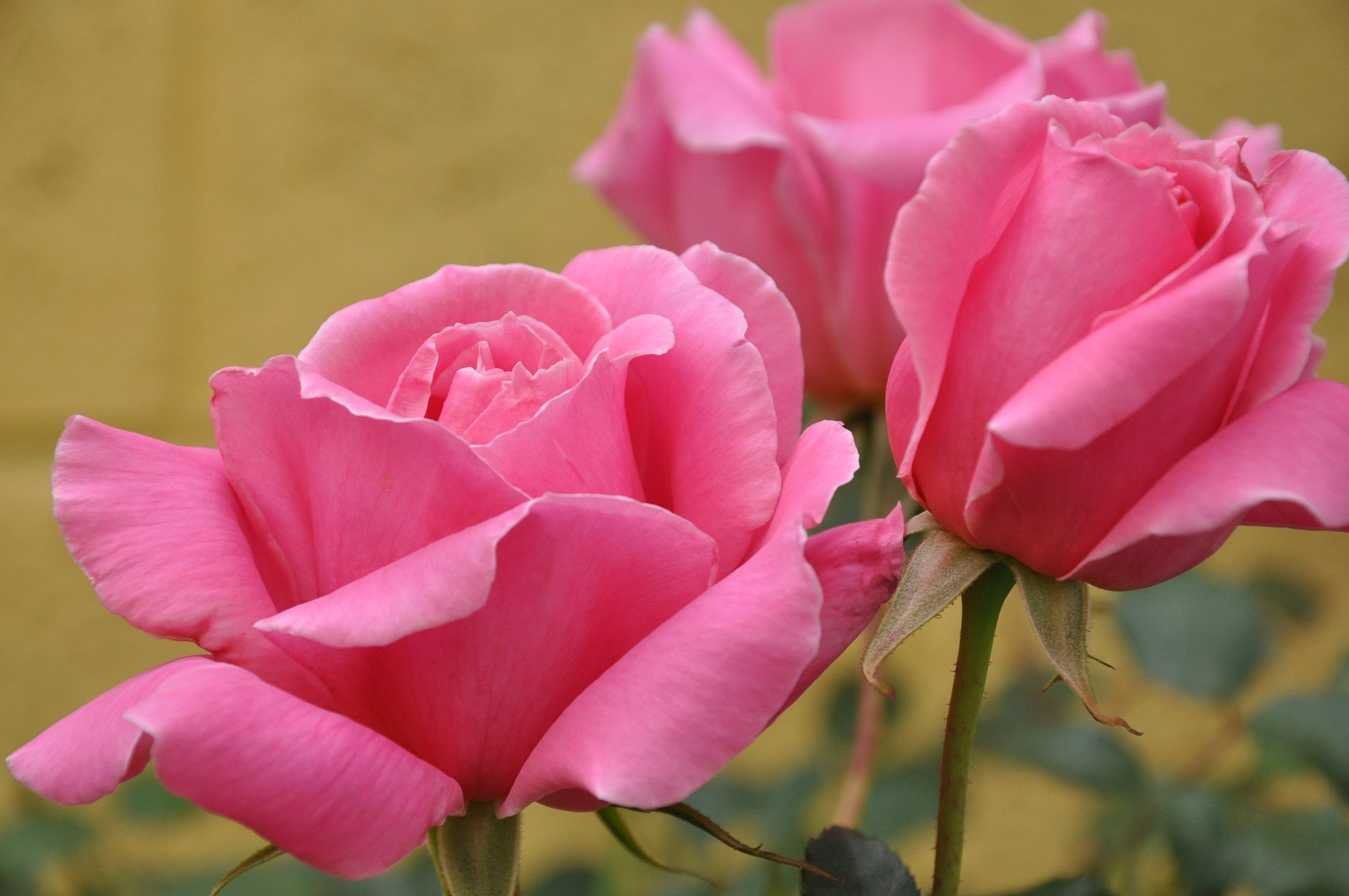 Three pink roses with a yellow background HD Wallpaper