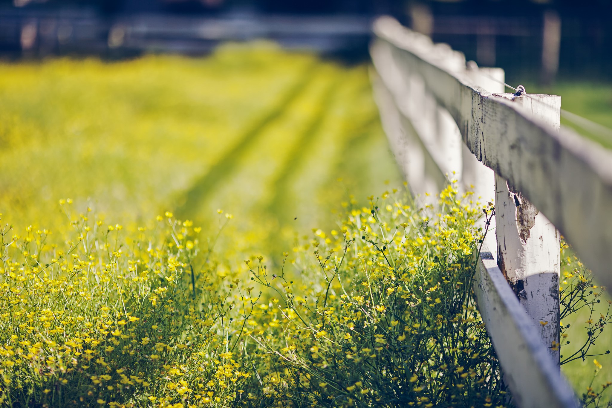 Yellow flowers and a white fence in a field HD Wallpaper