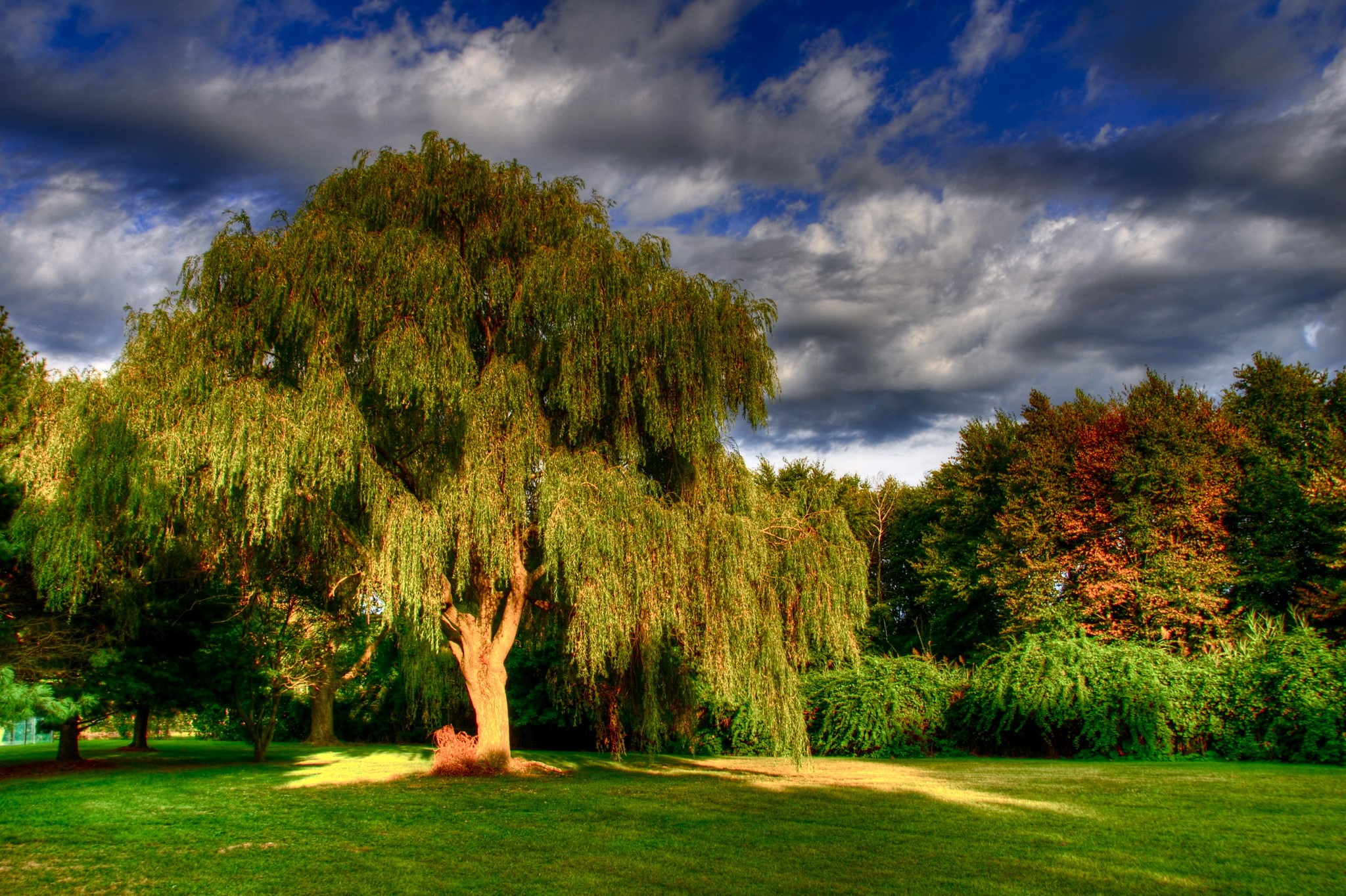 Weeping Willow Tree in a Park with Dramatic Clouds HD Wallpaper