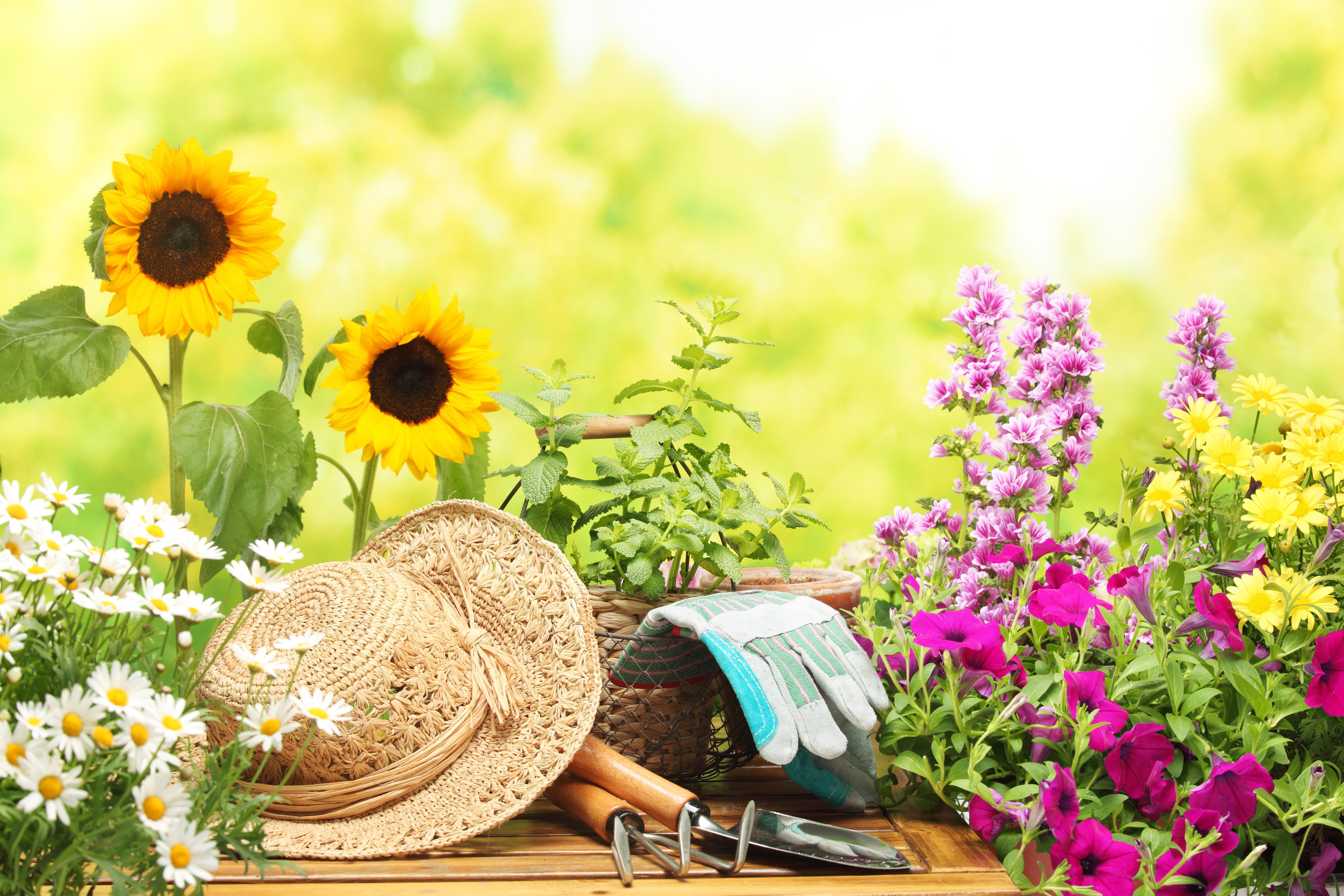 Sunflowers and Gardening Tools with Straw Hat HD Wallpaper