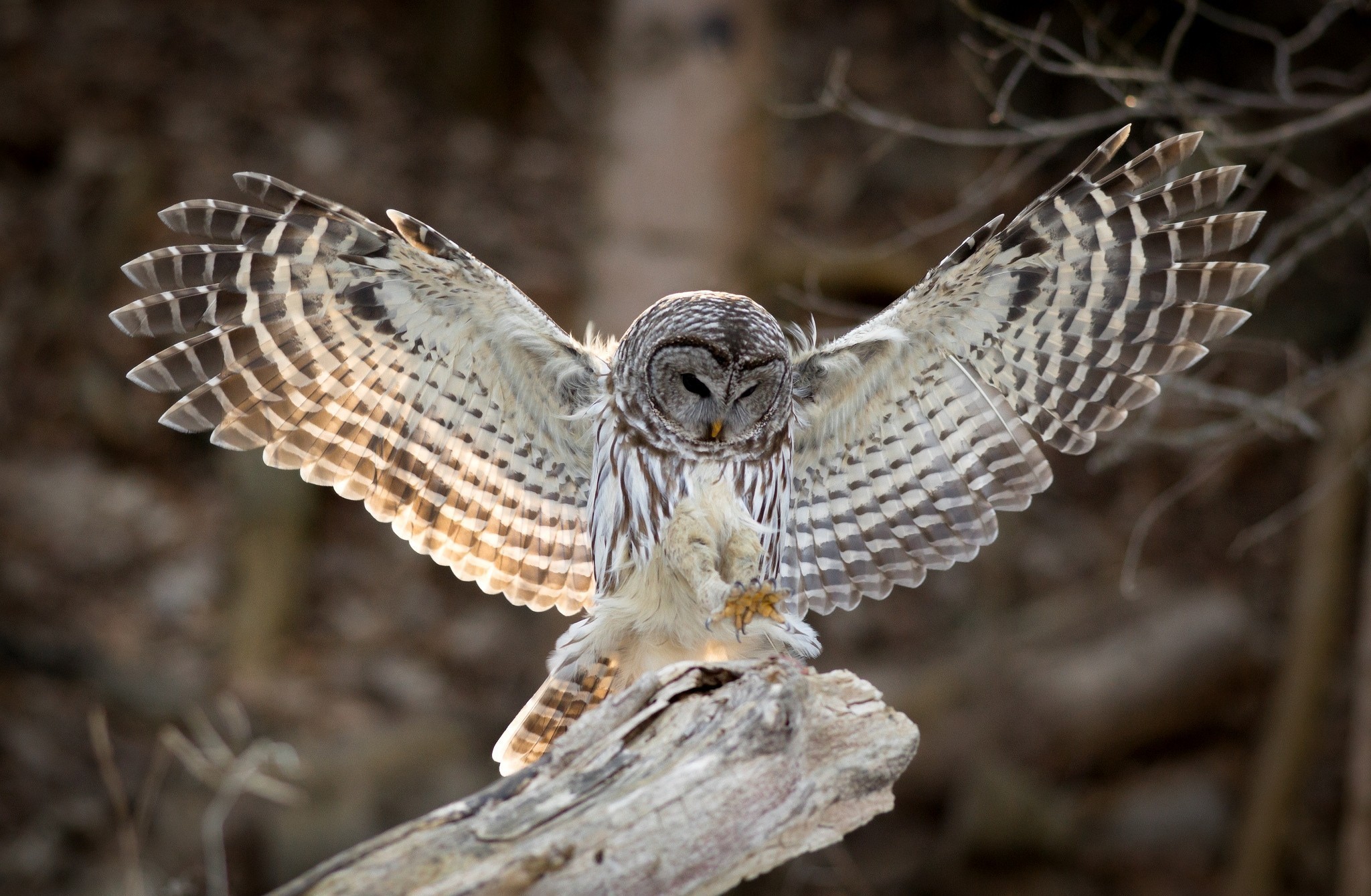 Barred owl with wings spread on a log HD Wallpaper