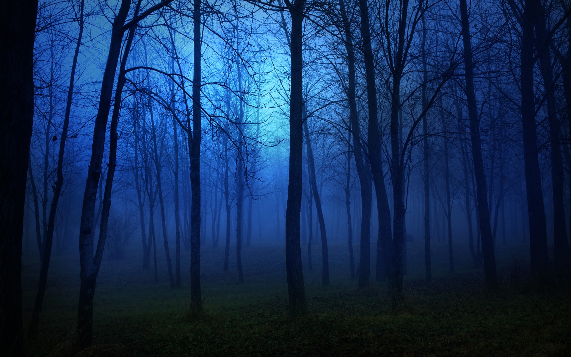 Dark forest with fog at night HD Wallpaper