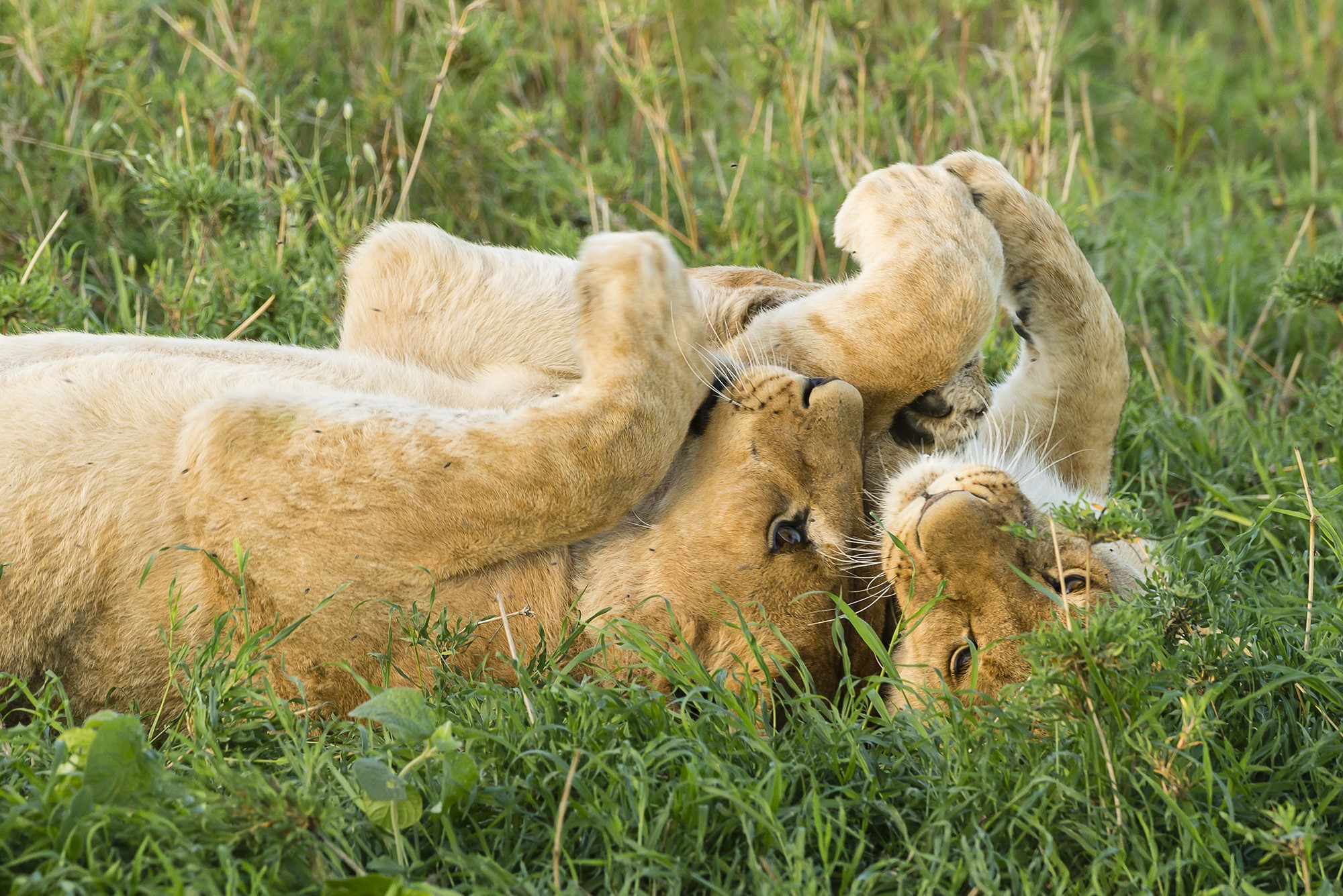 Two young lions playing in green grass HD Wallpaper