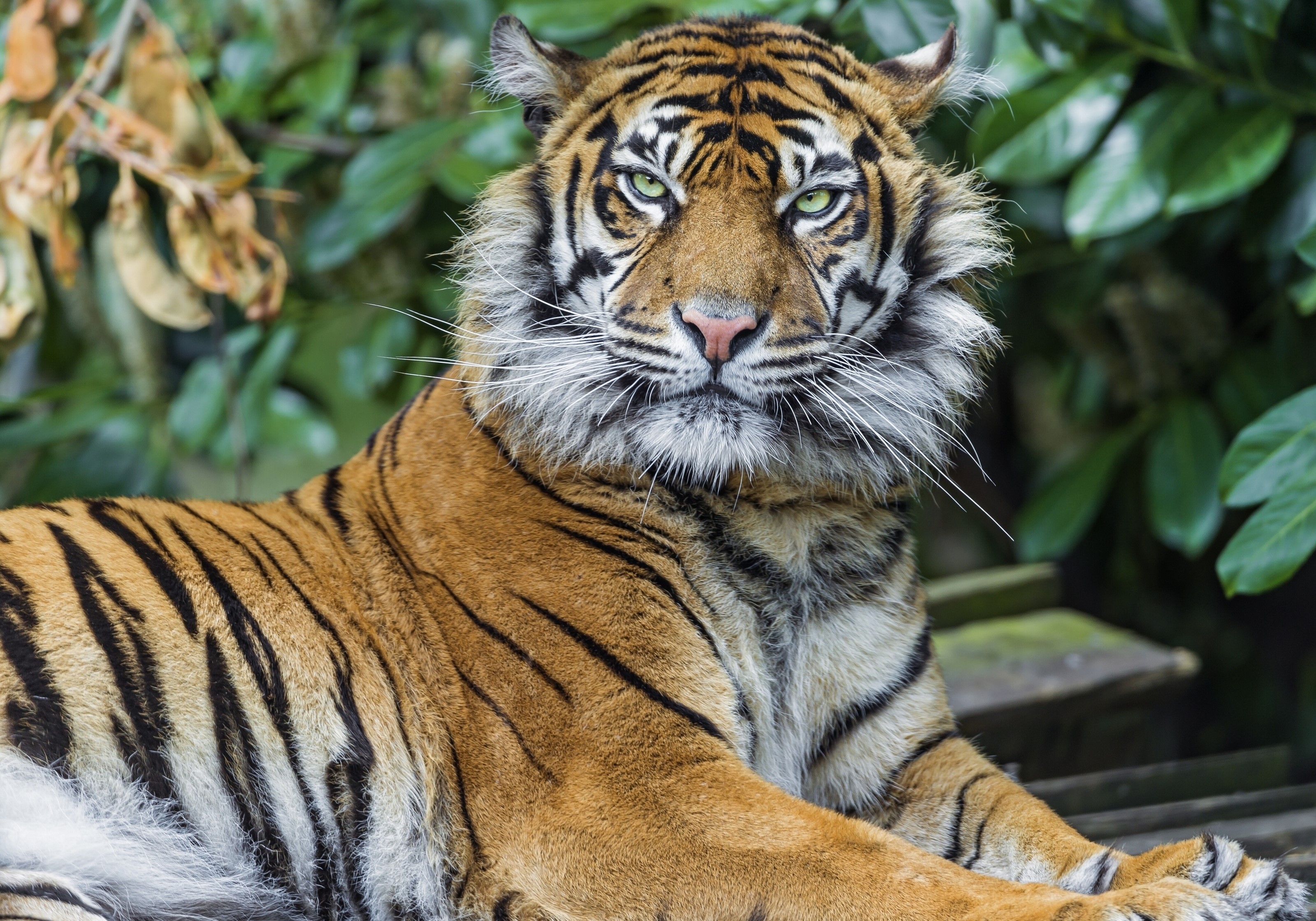 Tiger lying down with green eyes HD Wallpaper