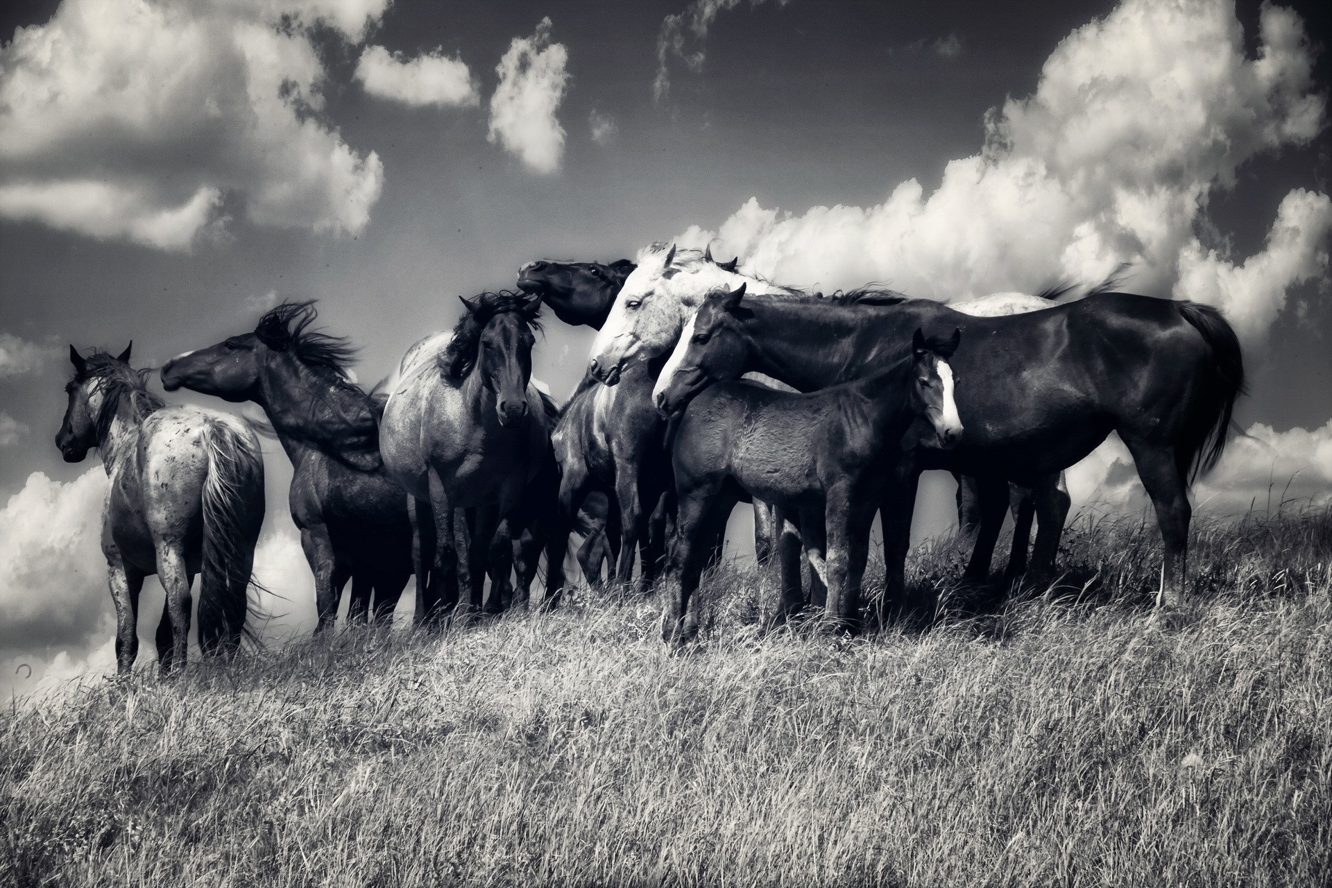 A herd of horses on a grassy hill HD Wallpaper