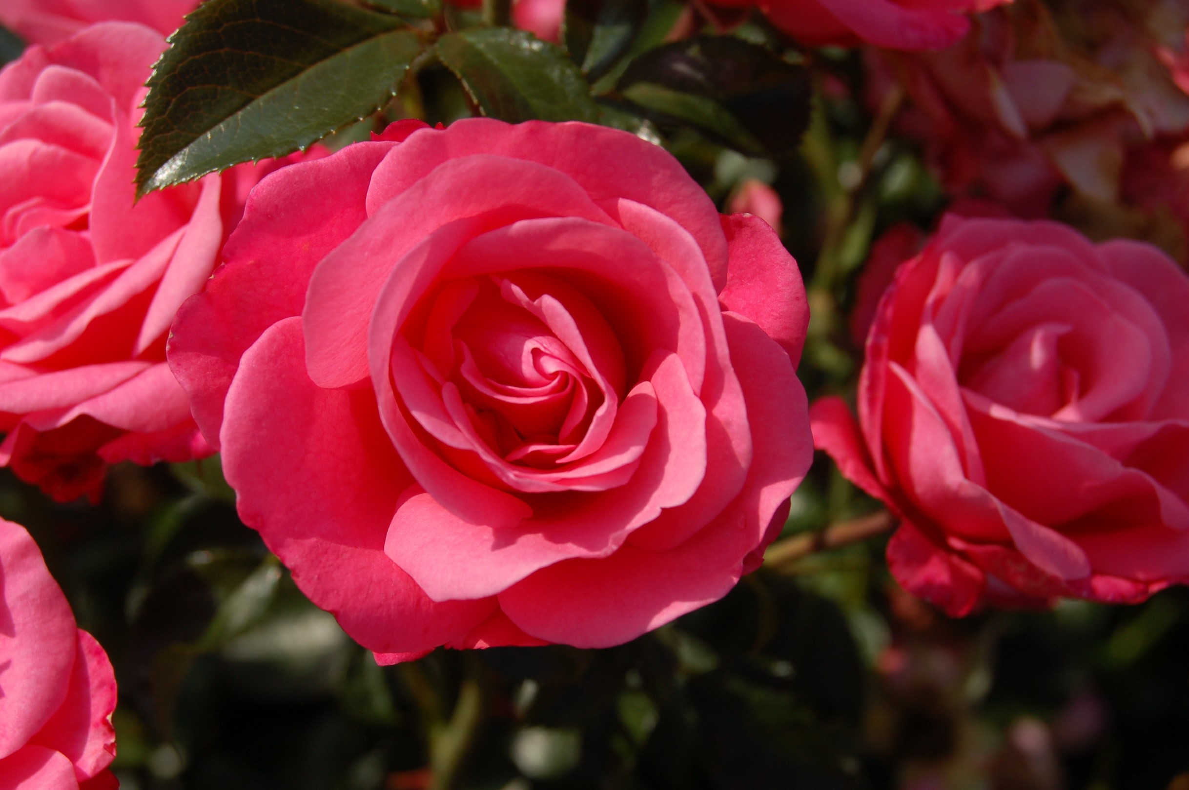 Close-up of pink roses in bloom HD Wallpaper