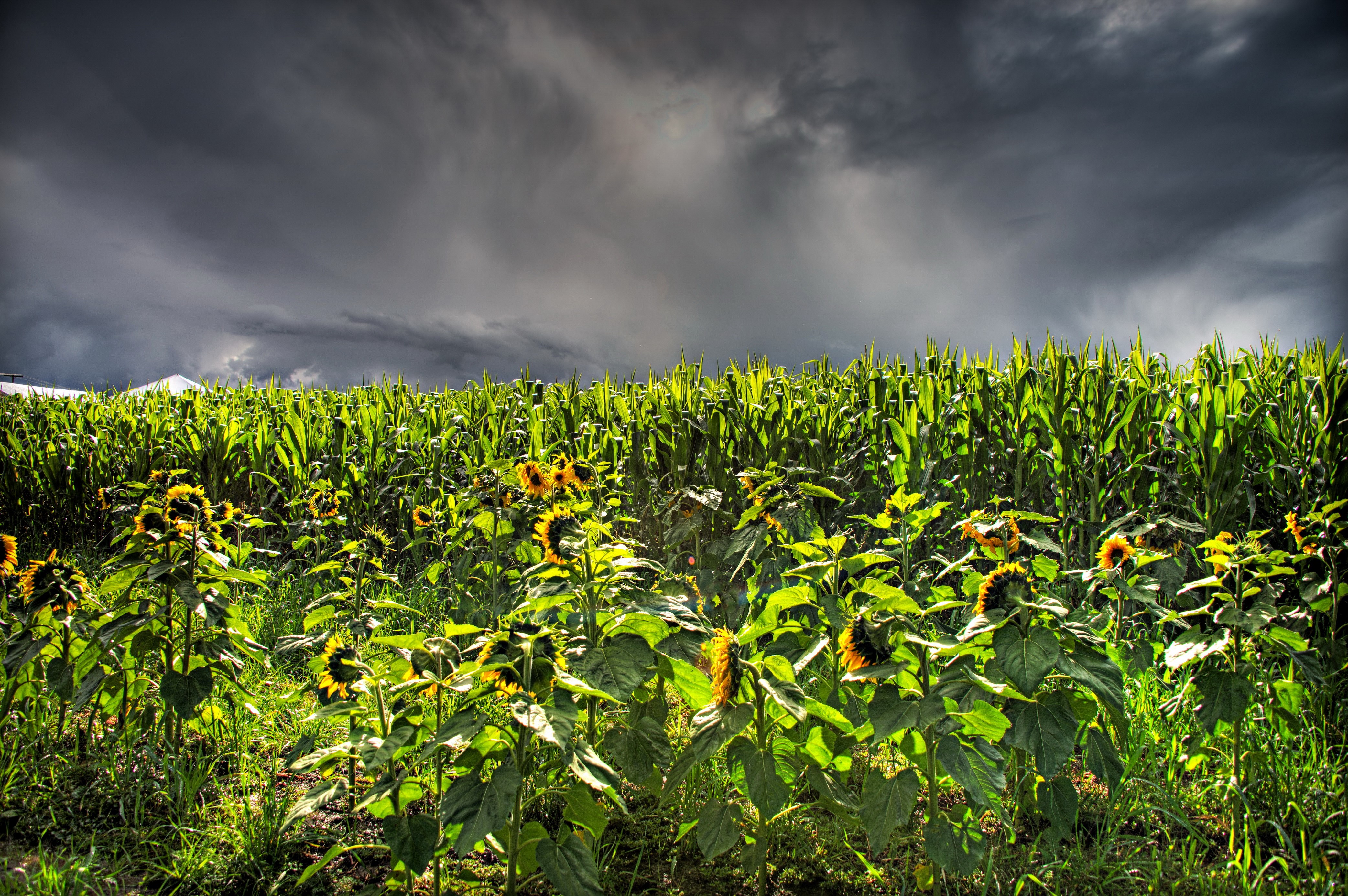 Sunflowers and cornfield under a thundercloud HD Wallpaper
