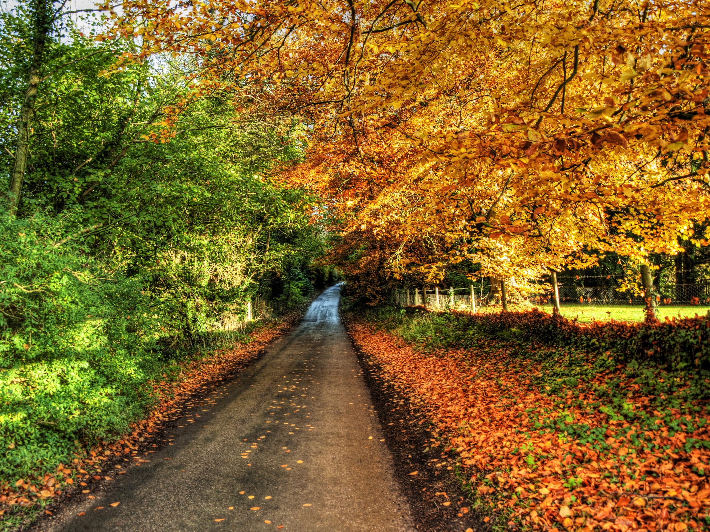 Autumn Road with Vibrant Foliage in Winchester Hampshire HD Wallpaper