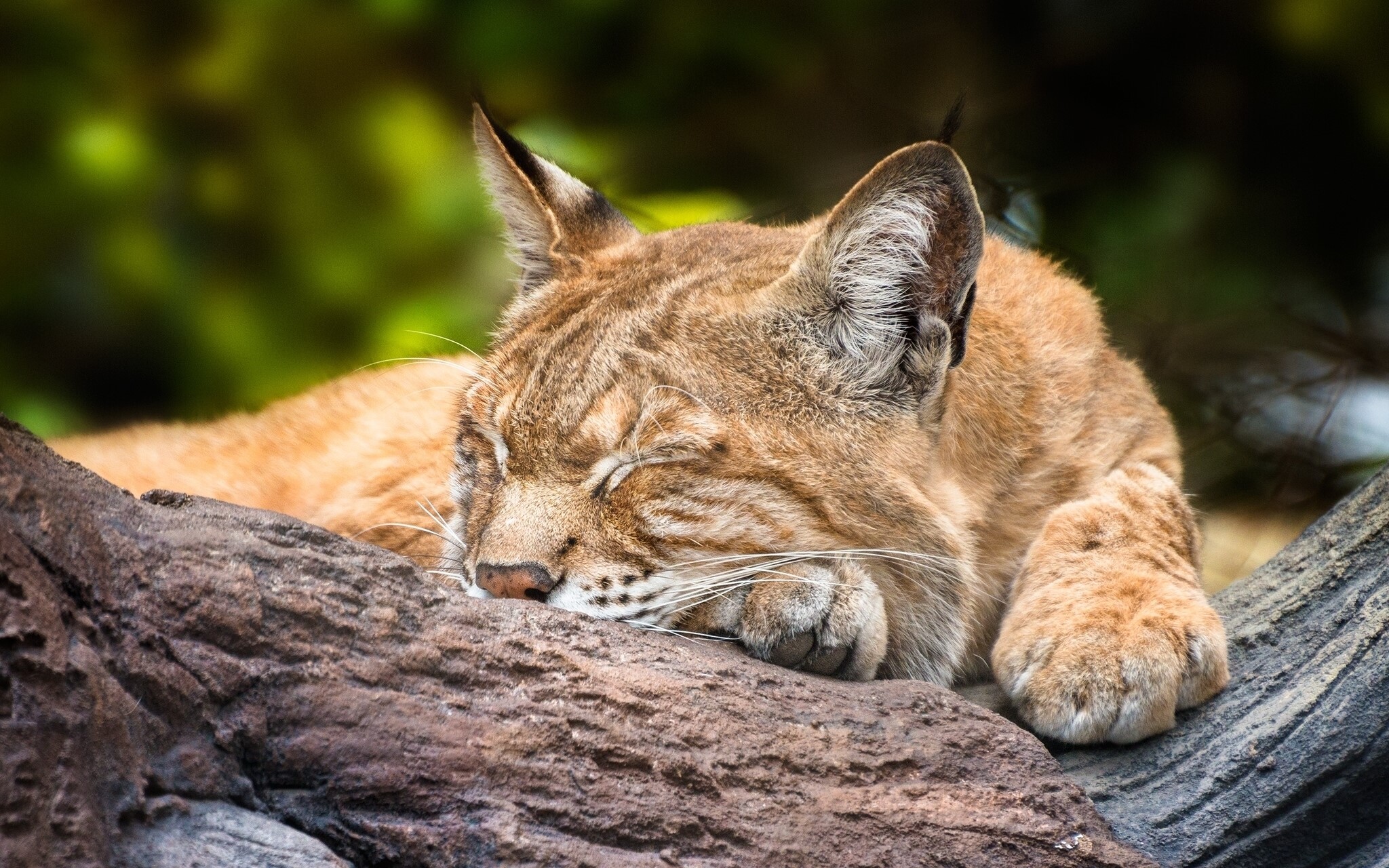 Lynx sleeping on a tree branch HD Wallpaper