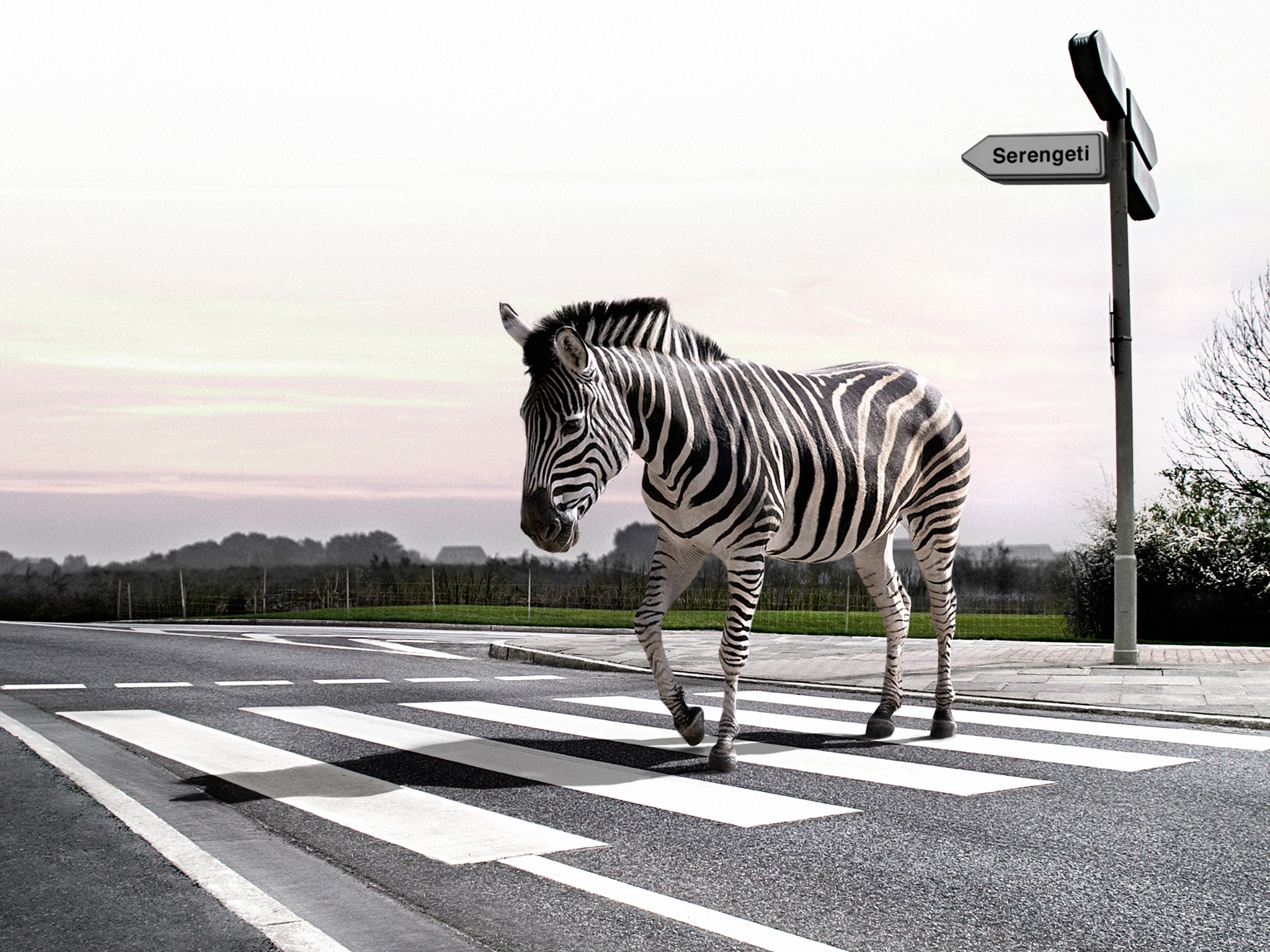 Zebra crossing the road in Serengeti HD Wallpaper