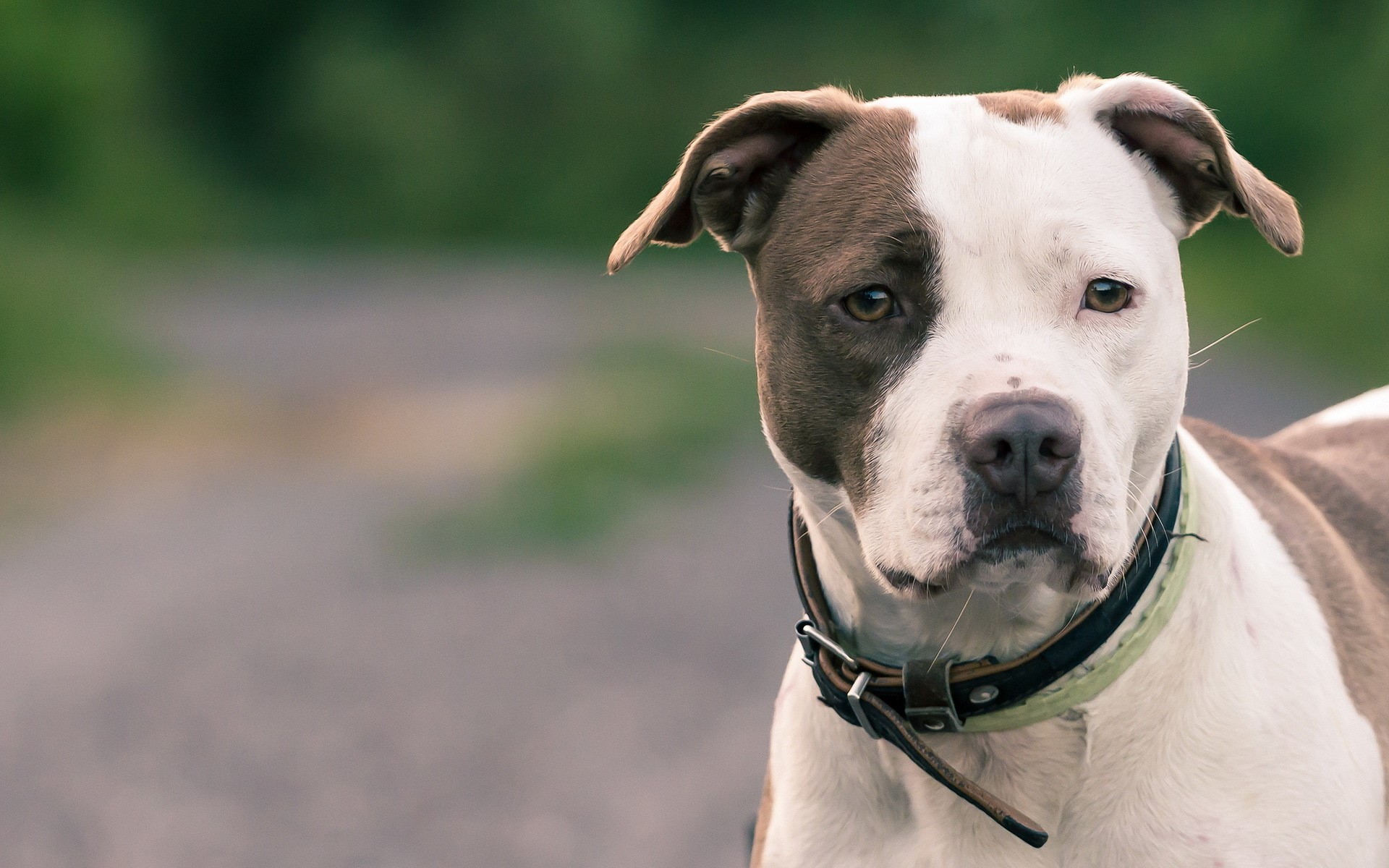 American Staffordshire Terrier dog with brown and white markings HD Wallpaper