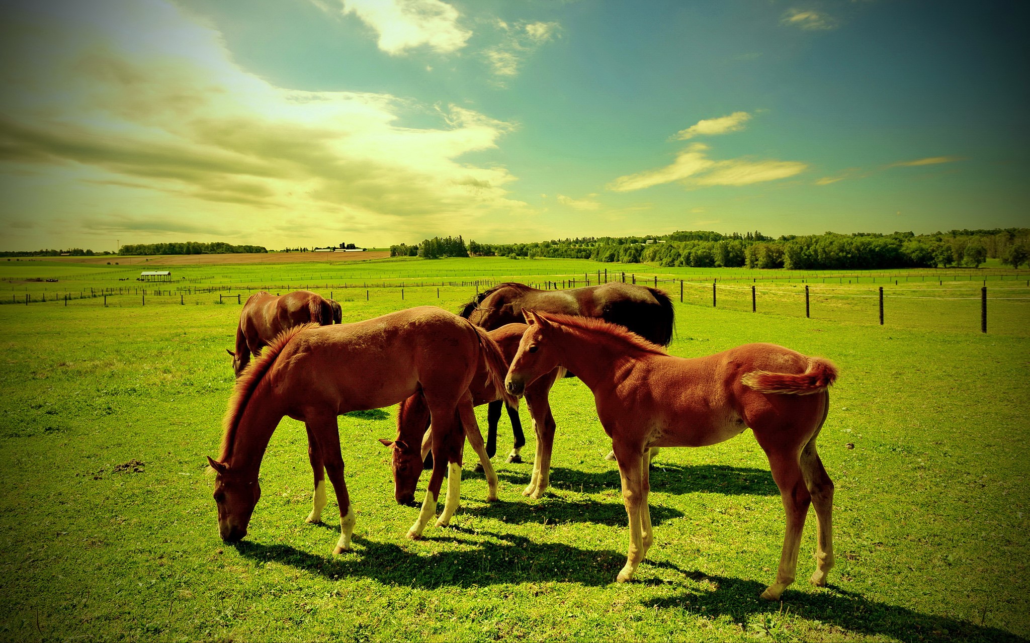 Horses grazing in a green field under a cloudy sky HD Wallpaper