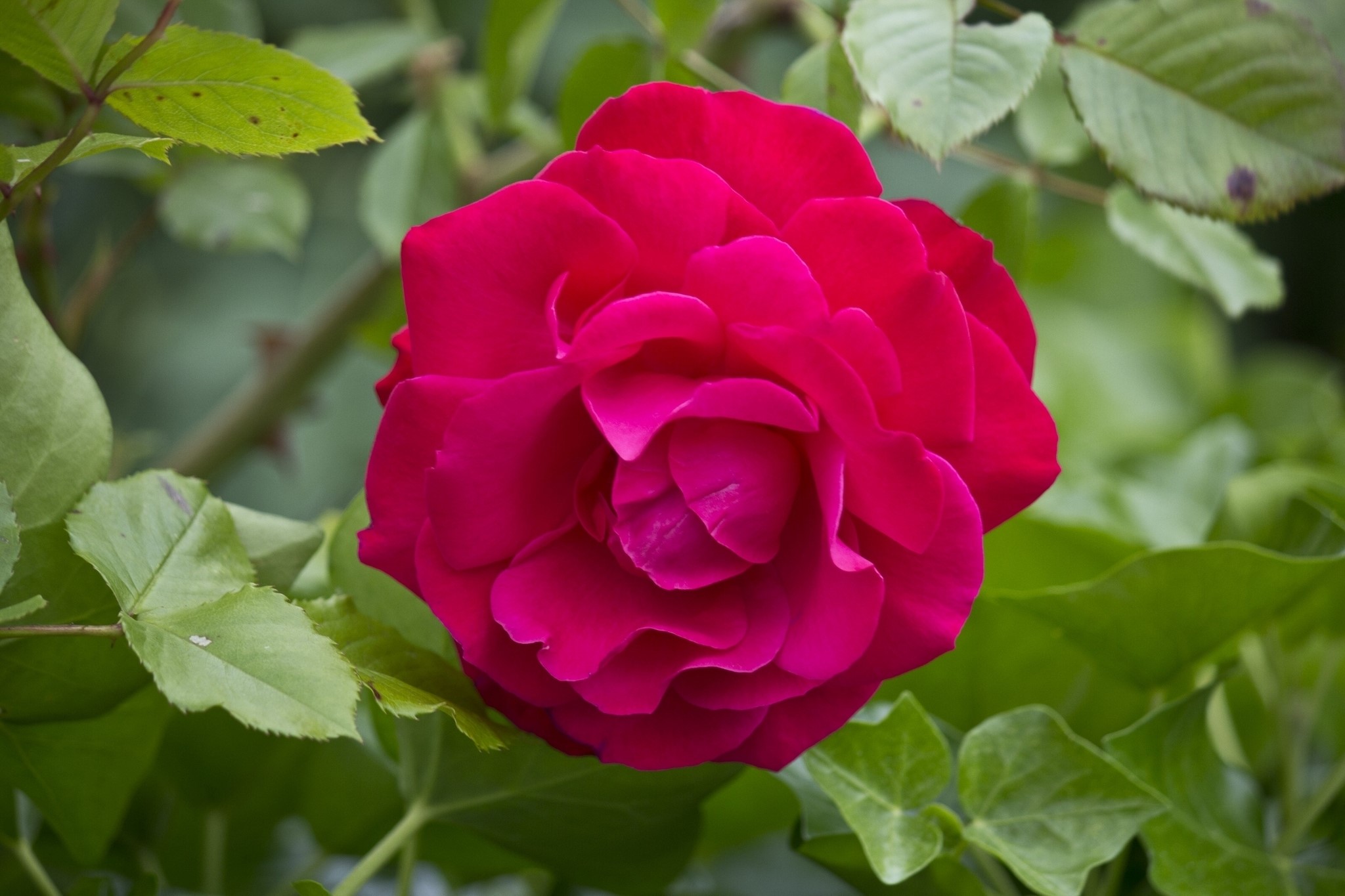 Close-up of a deep pink rose with green leaves HD Wallpaper