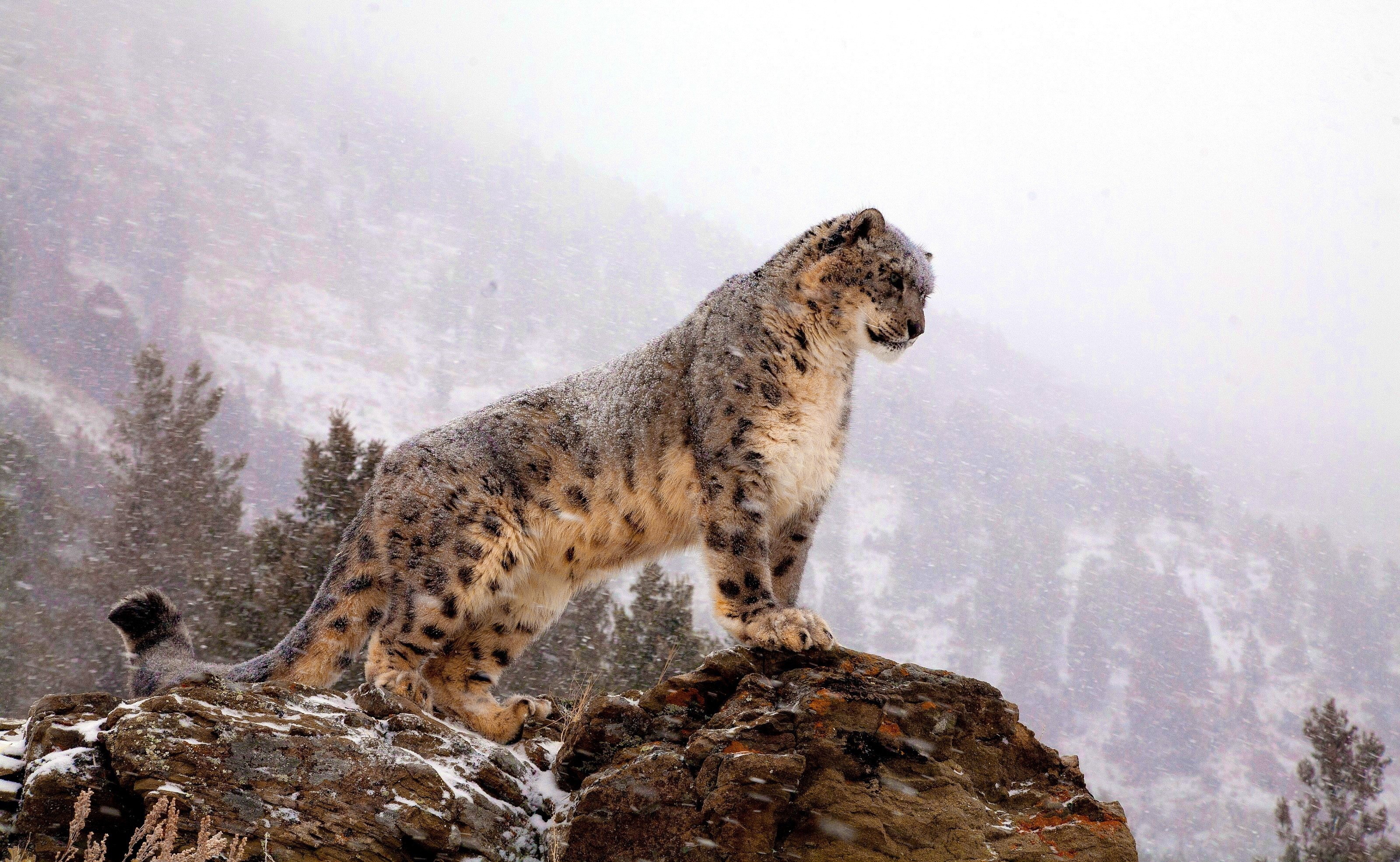 Snow leopard standing on rocks in snow HD Wallpaper