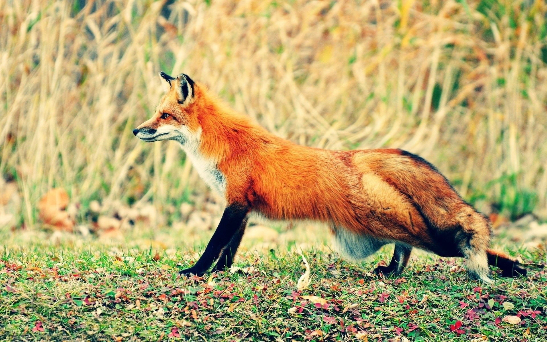 Red fox standing in grass HD Wallpaper