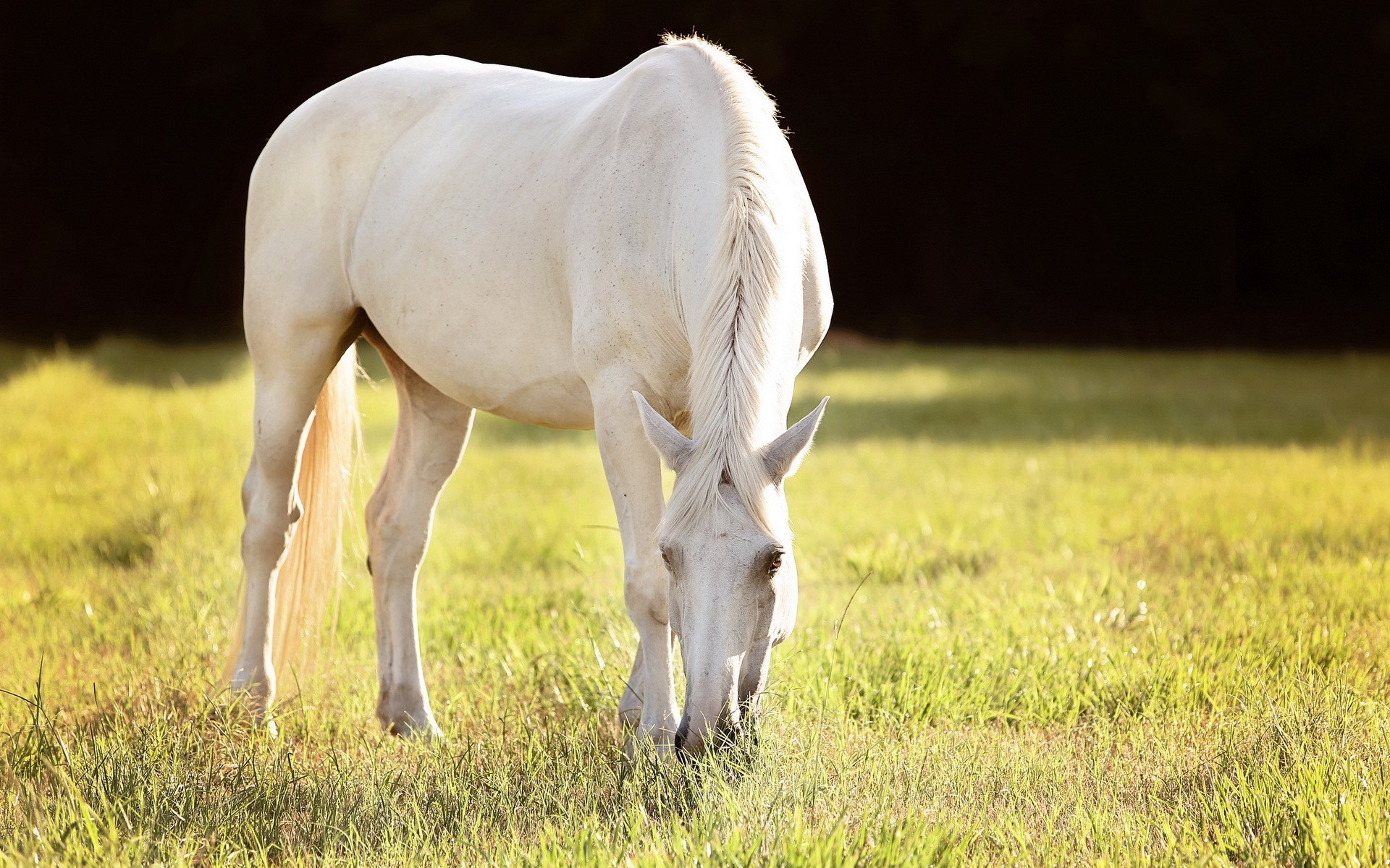 White horse grazing in a grassy field HD Wallpaper